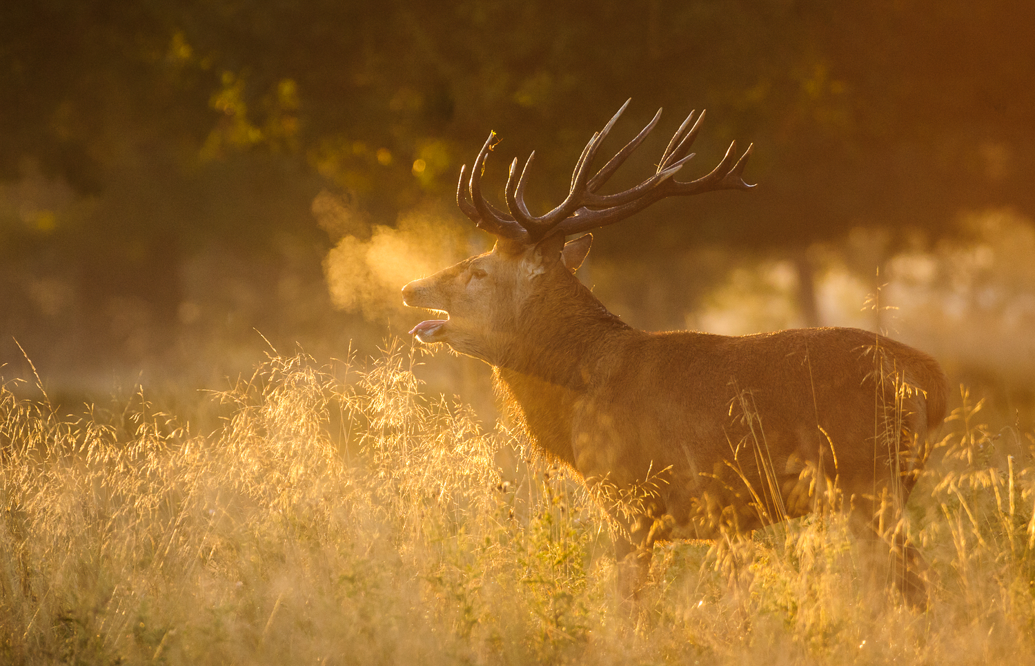 Red Deer — Oscar Dewhurst Photography