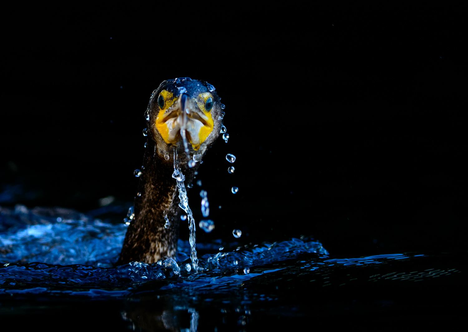 Cormorant