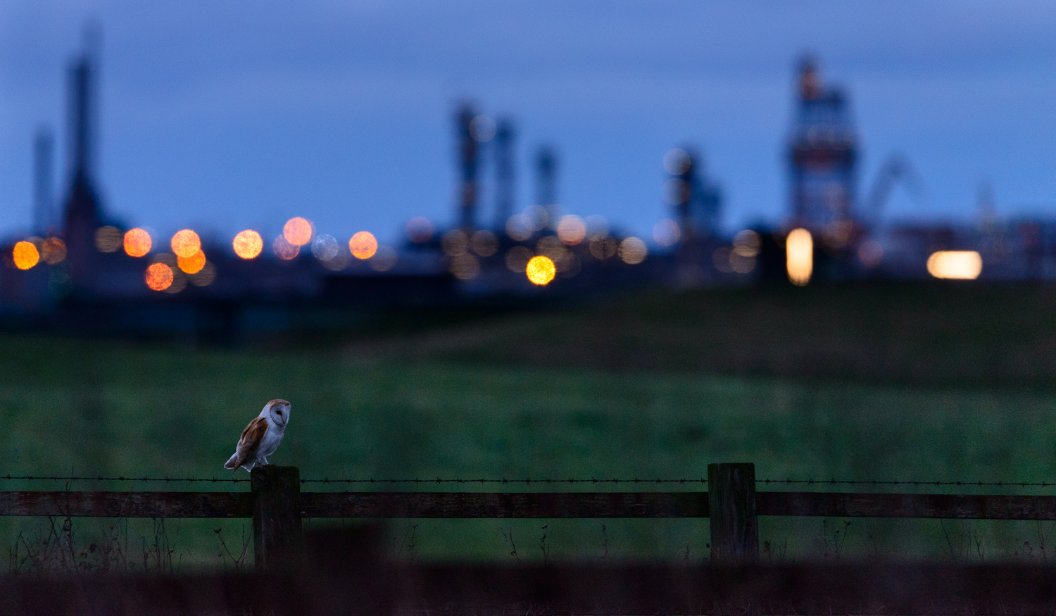 Barn Owl