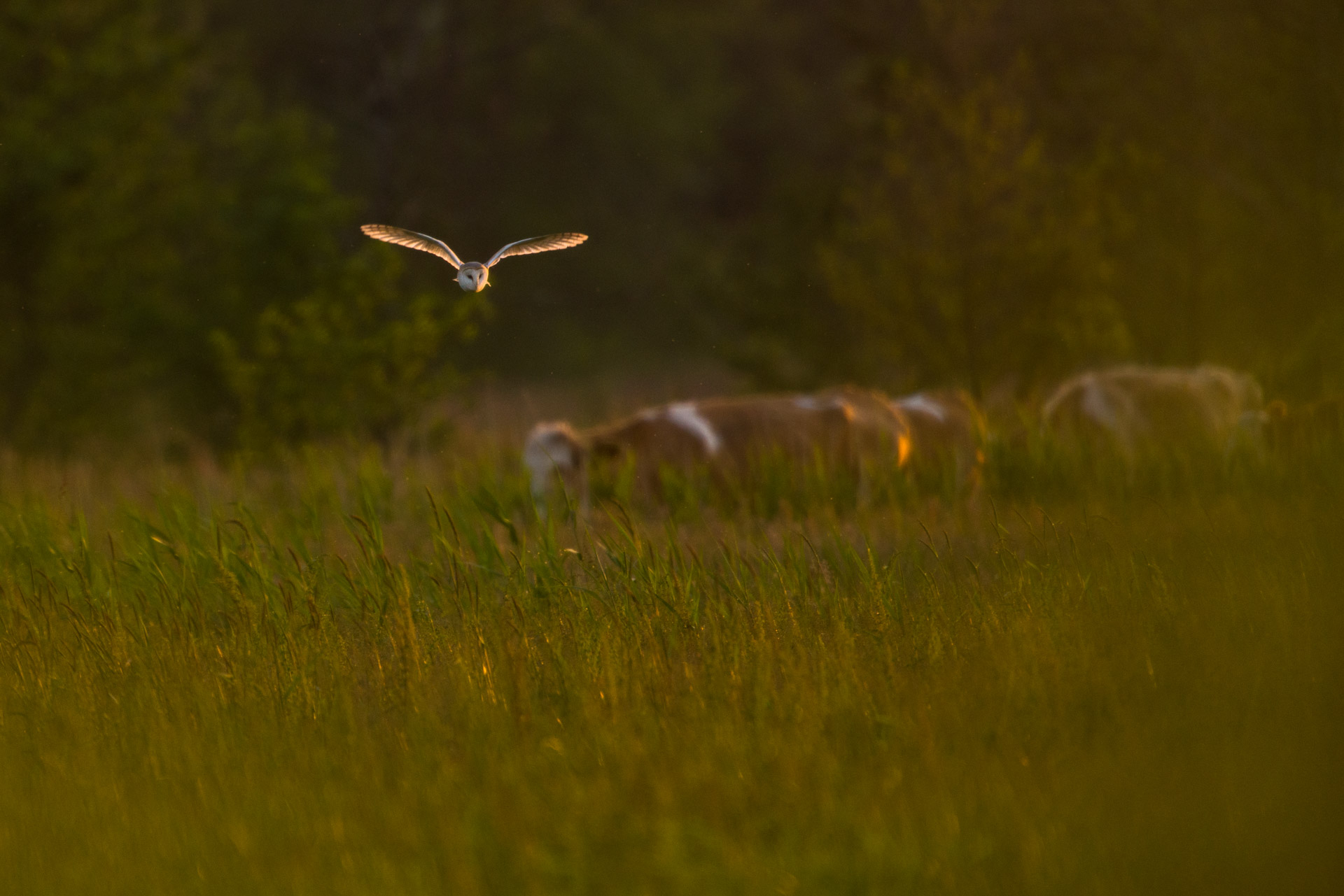 Barn Owl