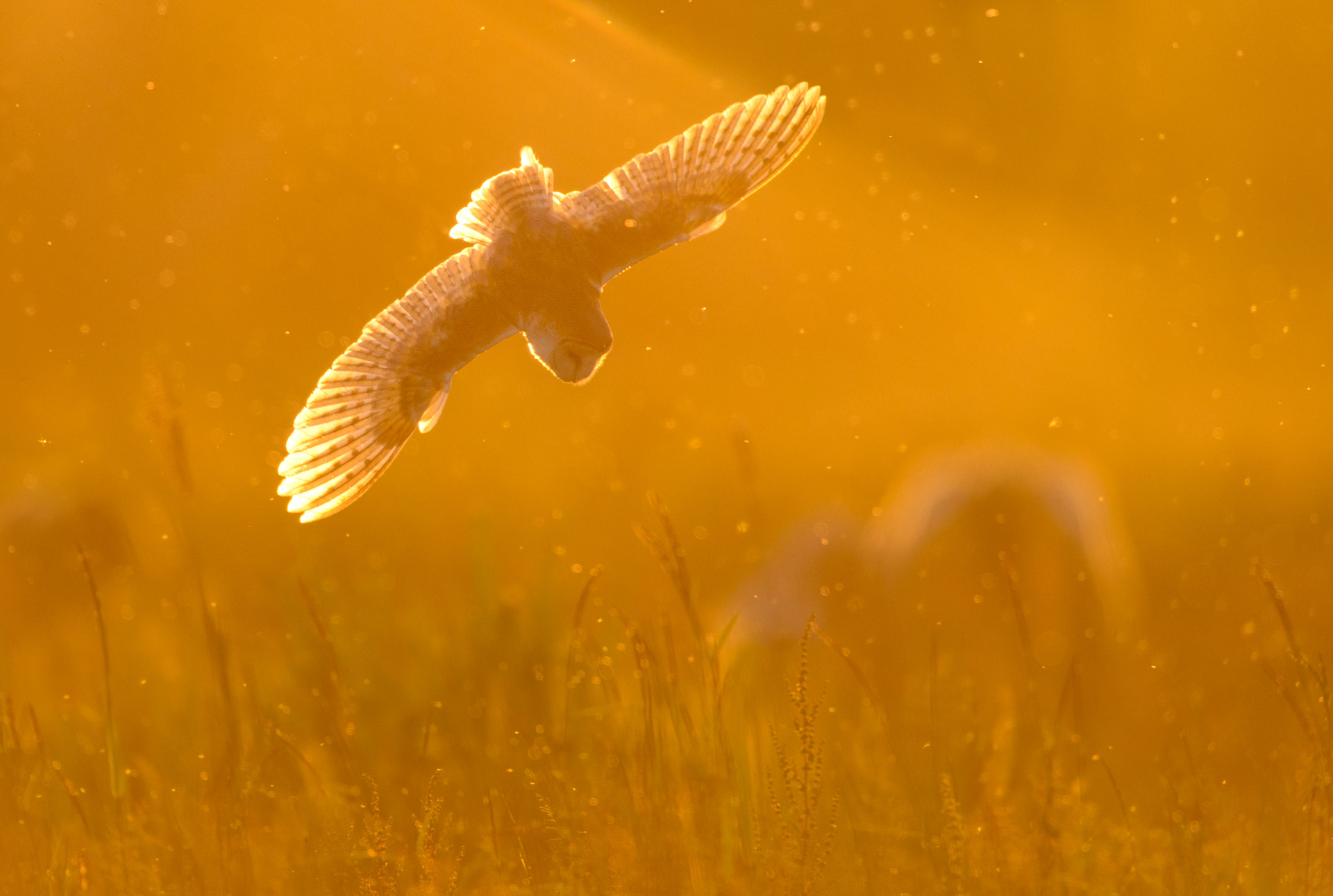 Barn Owl