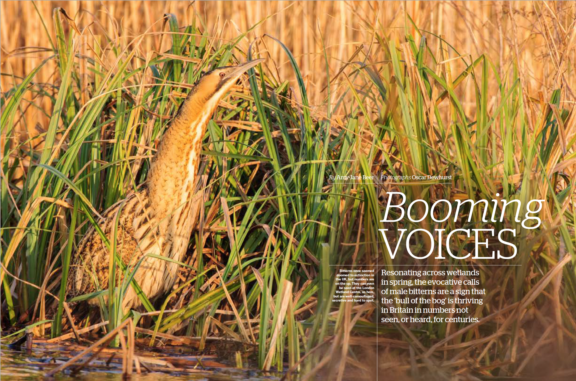BBC Wildlife Spring 2019