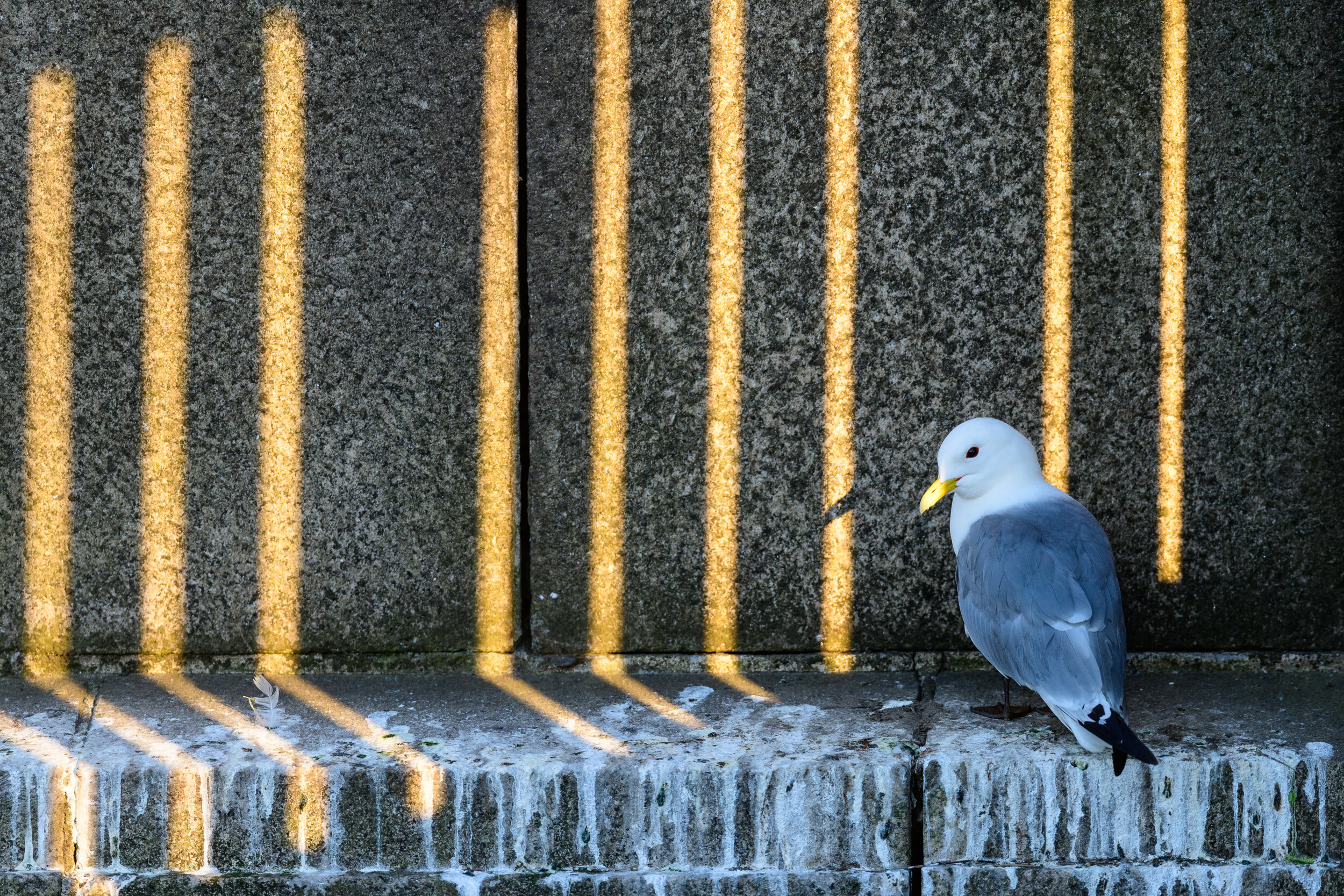 Kittiwake