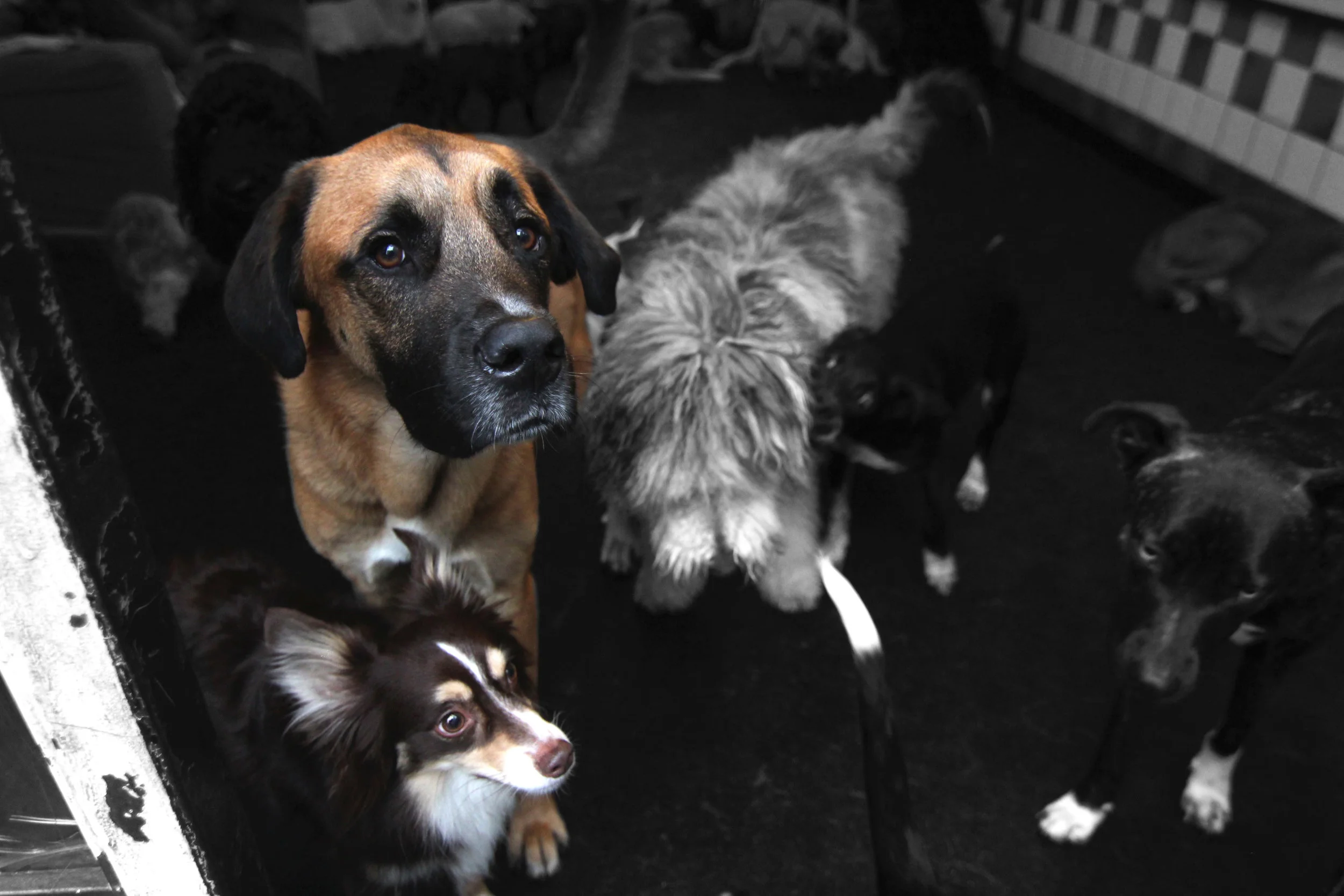 Samson and Bowie 