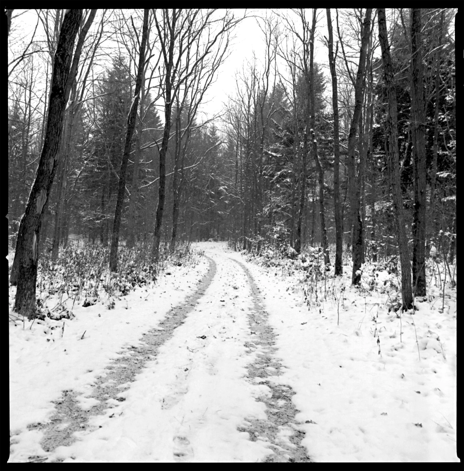 Bronitsia Forest Ukraine, 2005
