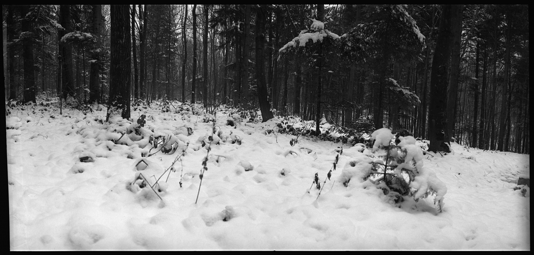   BRONITSIA FOREST Ukraine, 2005  