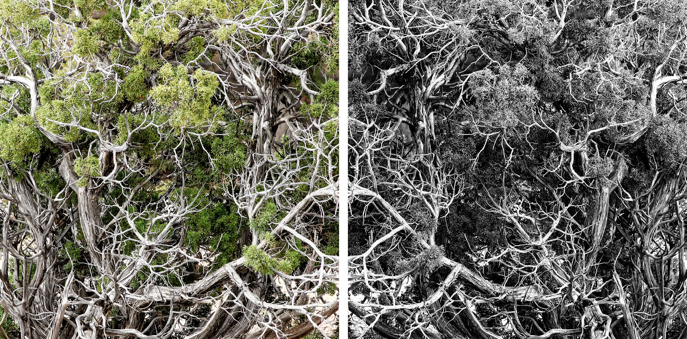 Tree Diptych wlayers framed.jpg