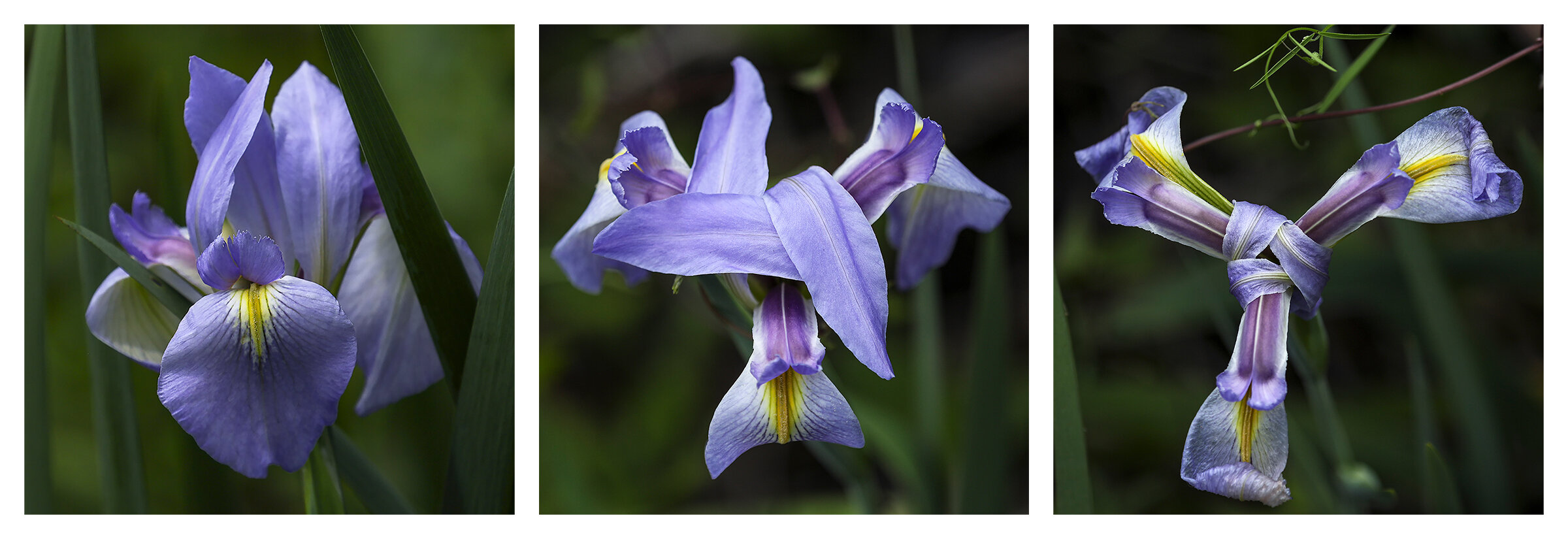 Flower Triptych framed.jpg