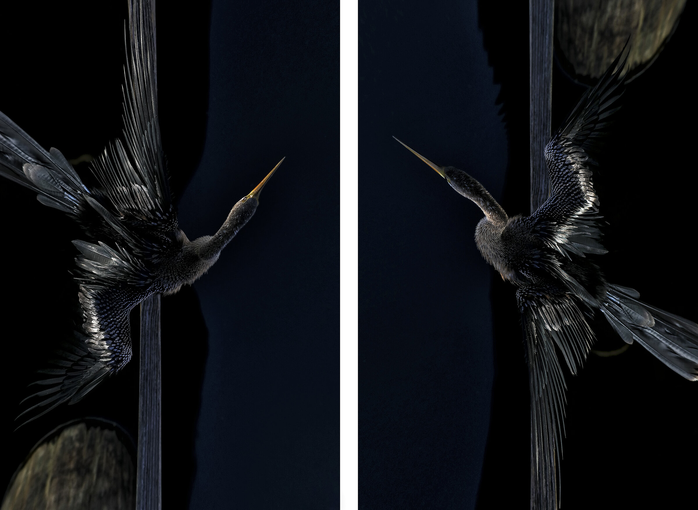 Anhinga Diptych wlayers framed.jpg