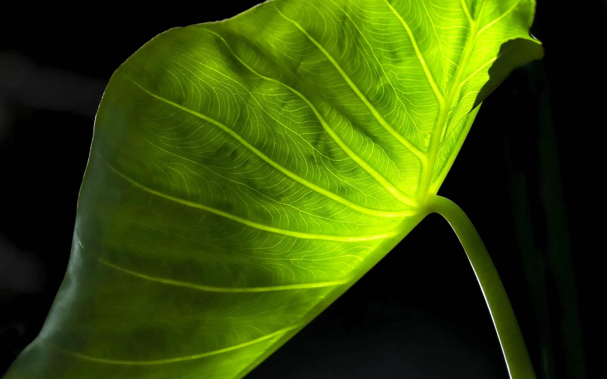 047A3771 wlayers framed.jpg