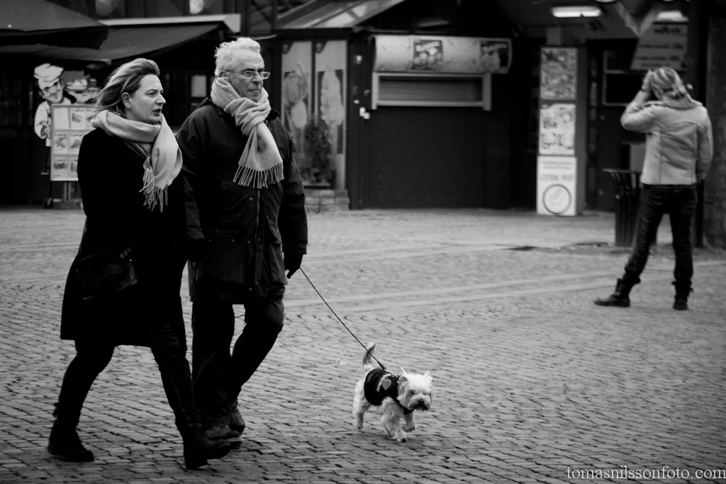 It looks like this little dog is ready to take its humans home and out of the wind!