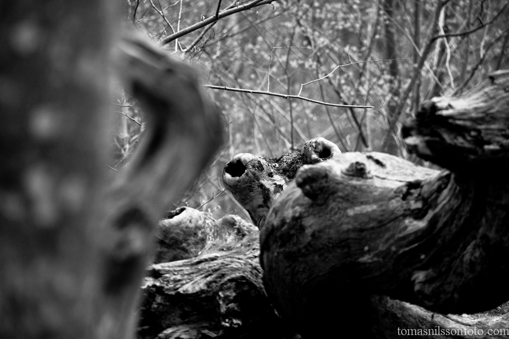 With a little bit of imagination it might even look like there are creatures looking back at us.