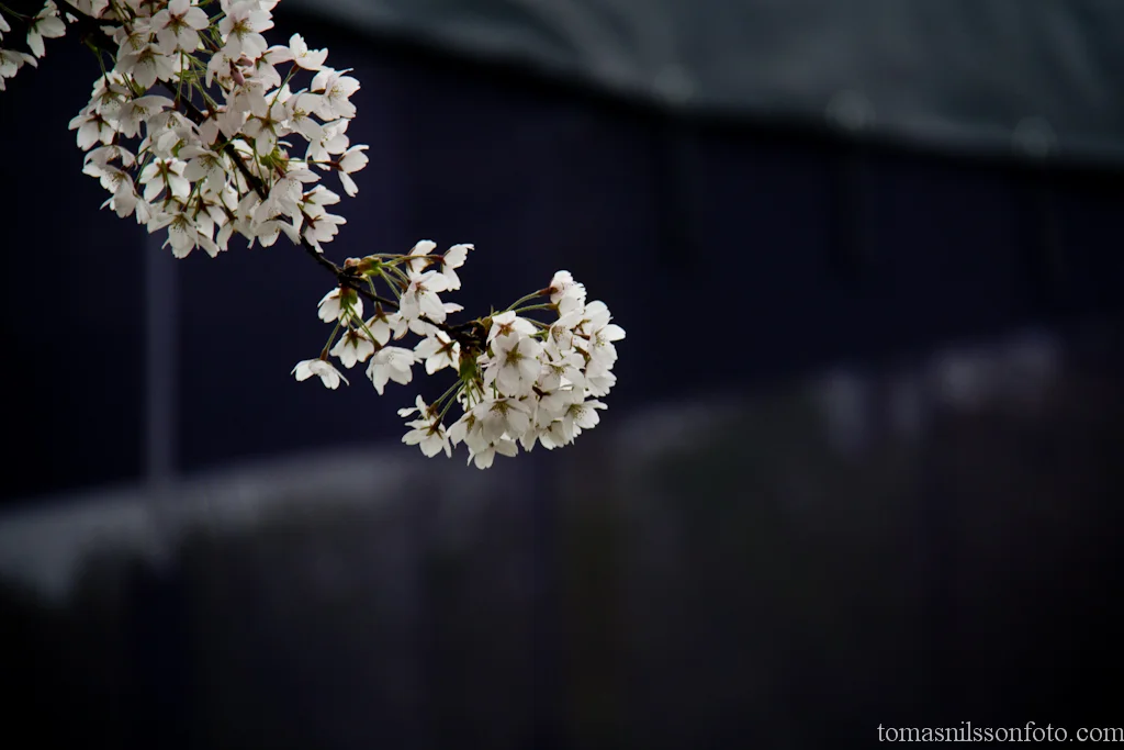 Sakura in Copenhagen