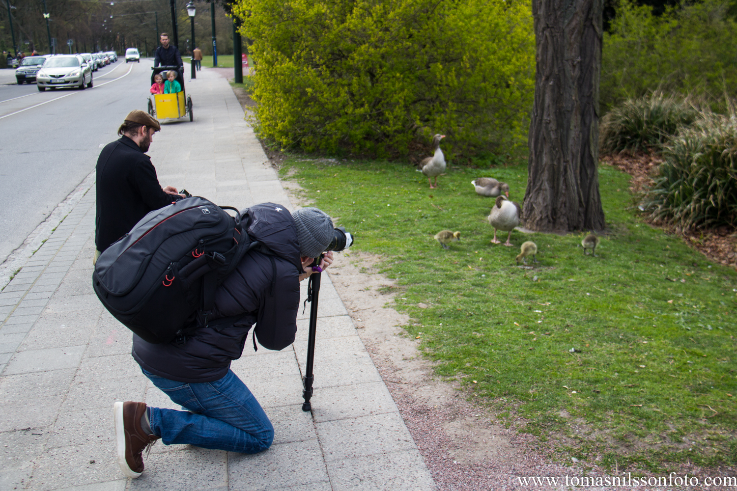 The mother goose was remarkably patient with us photographers eager to take pics of her chicks!