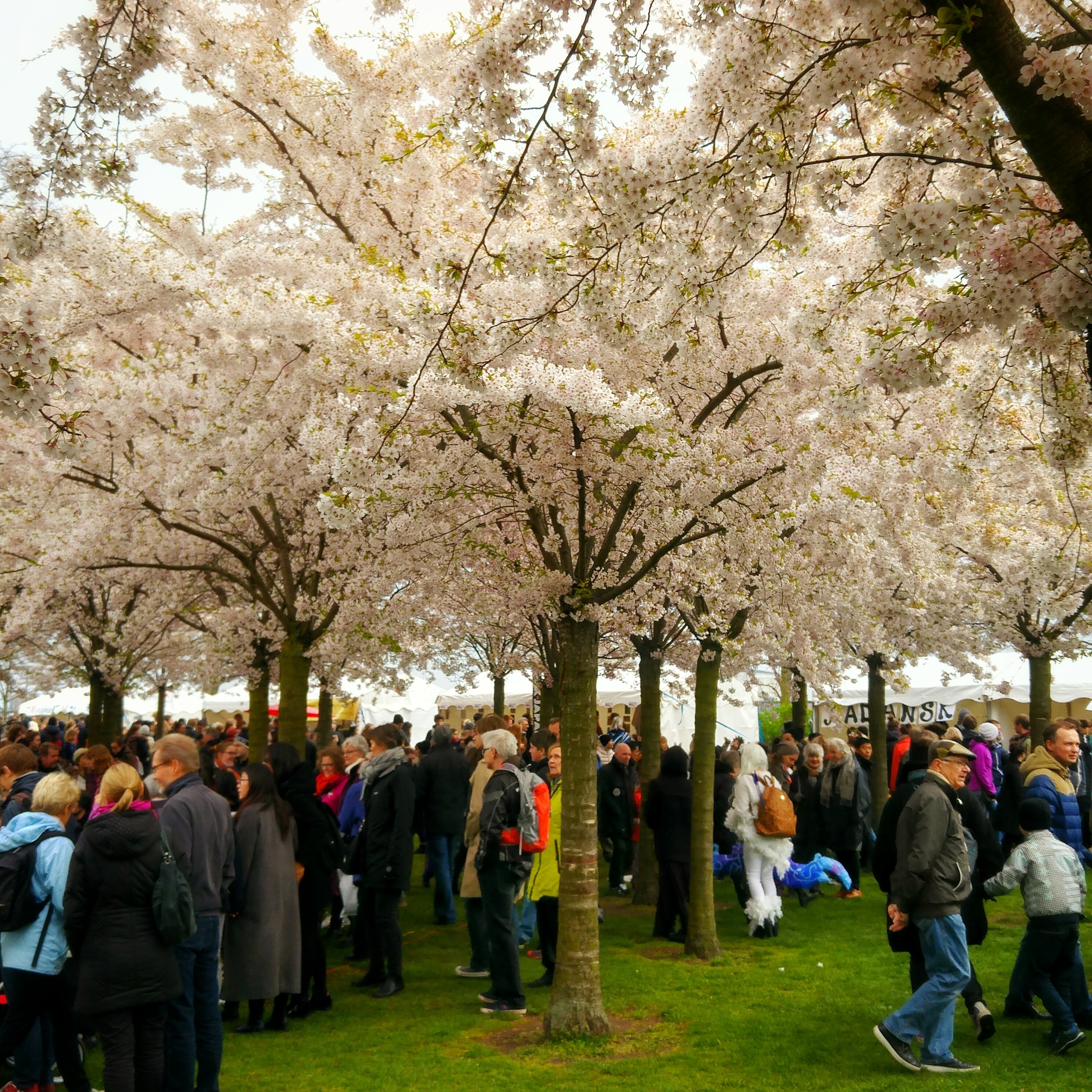 April 30 - Day 121: Sakura Festival