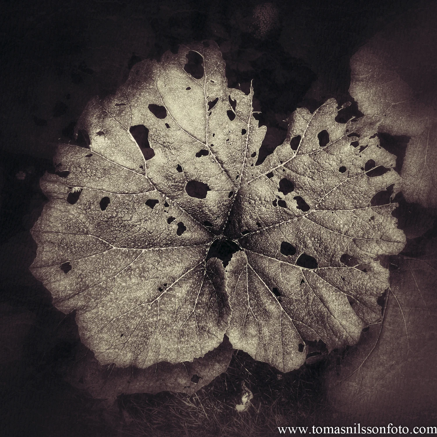 June 13 - Day 165: Old Leaf