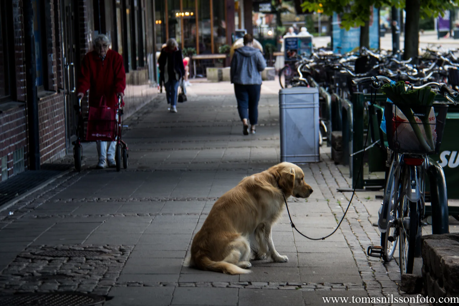 This dog looked so "sad" as it waited for its human to finish buying something in the store that I had to take its picture.