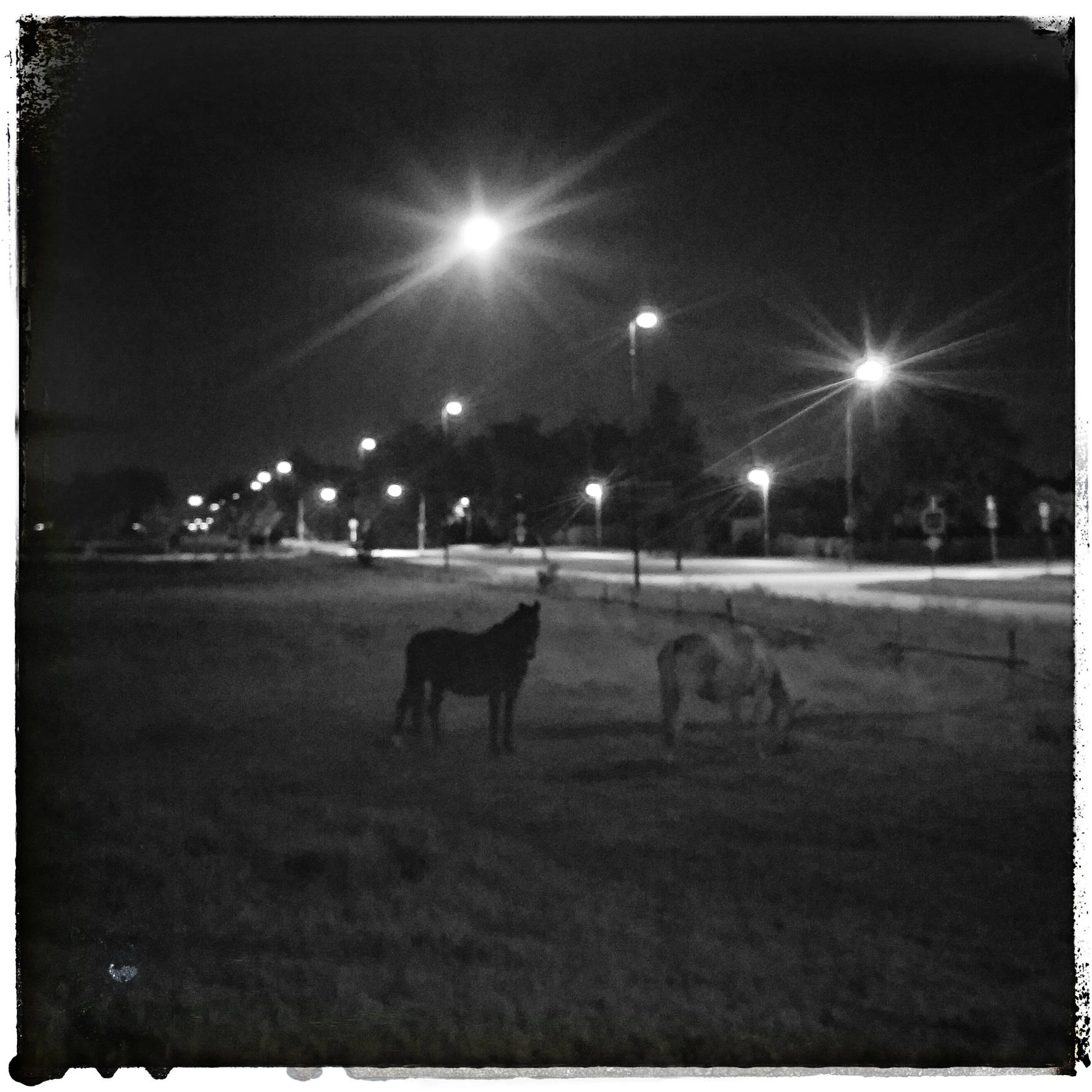 August 17 - Day 230: Grazing under a full moon