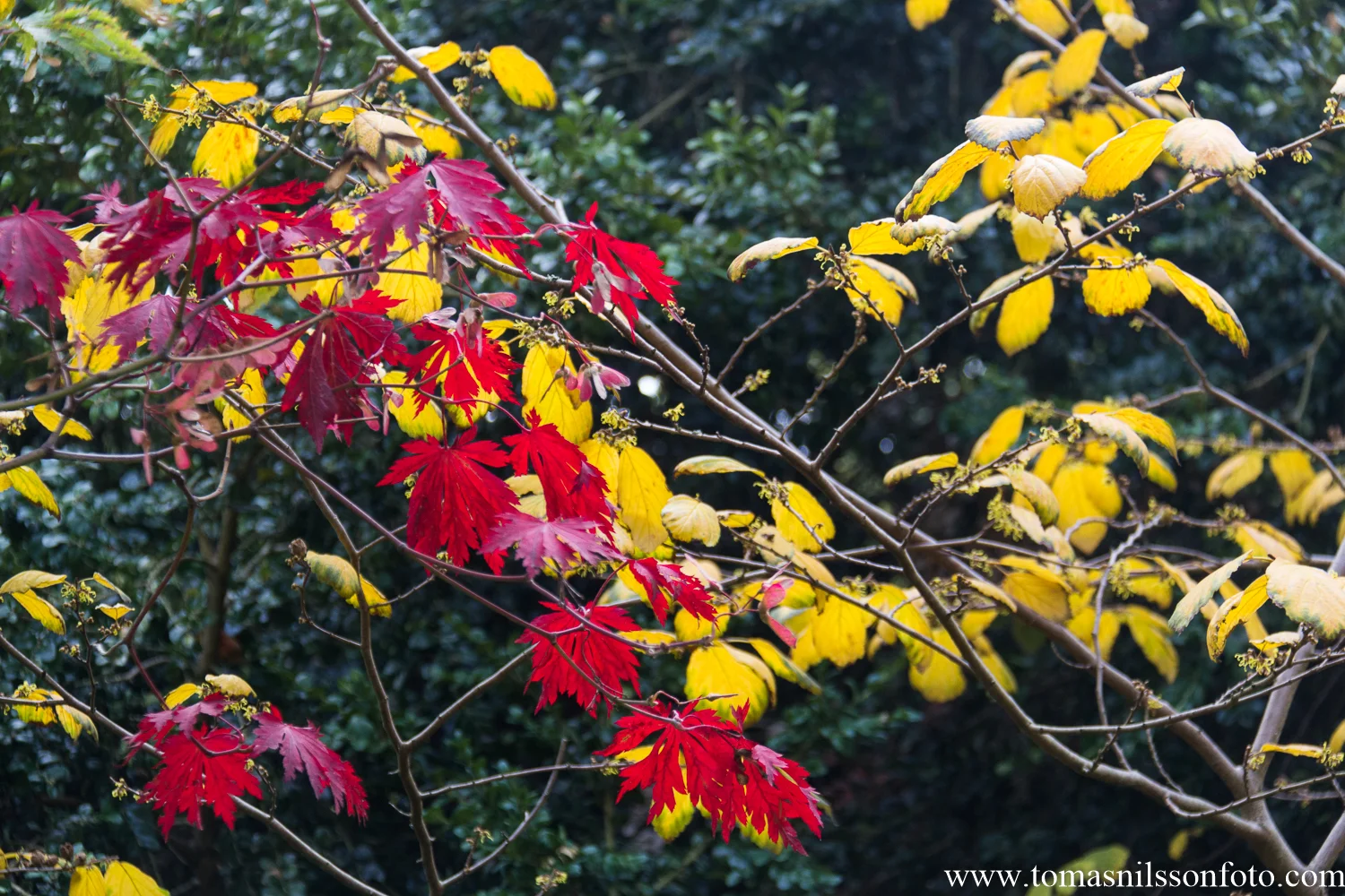 Fall colors in the park