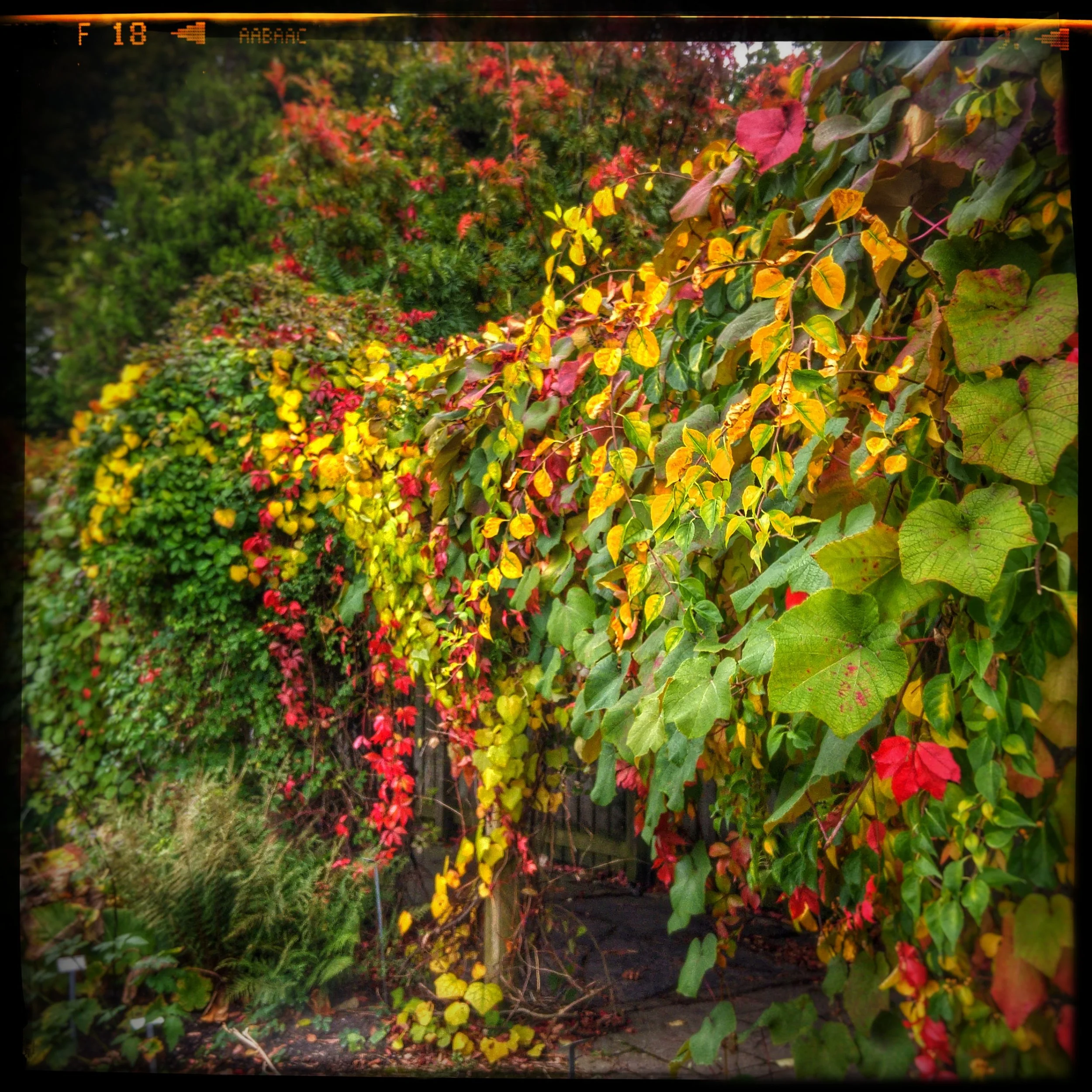 October 12 - Day 286: Fall Color Explosion