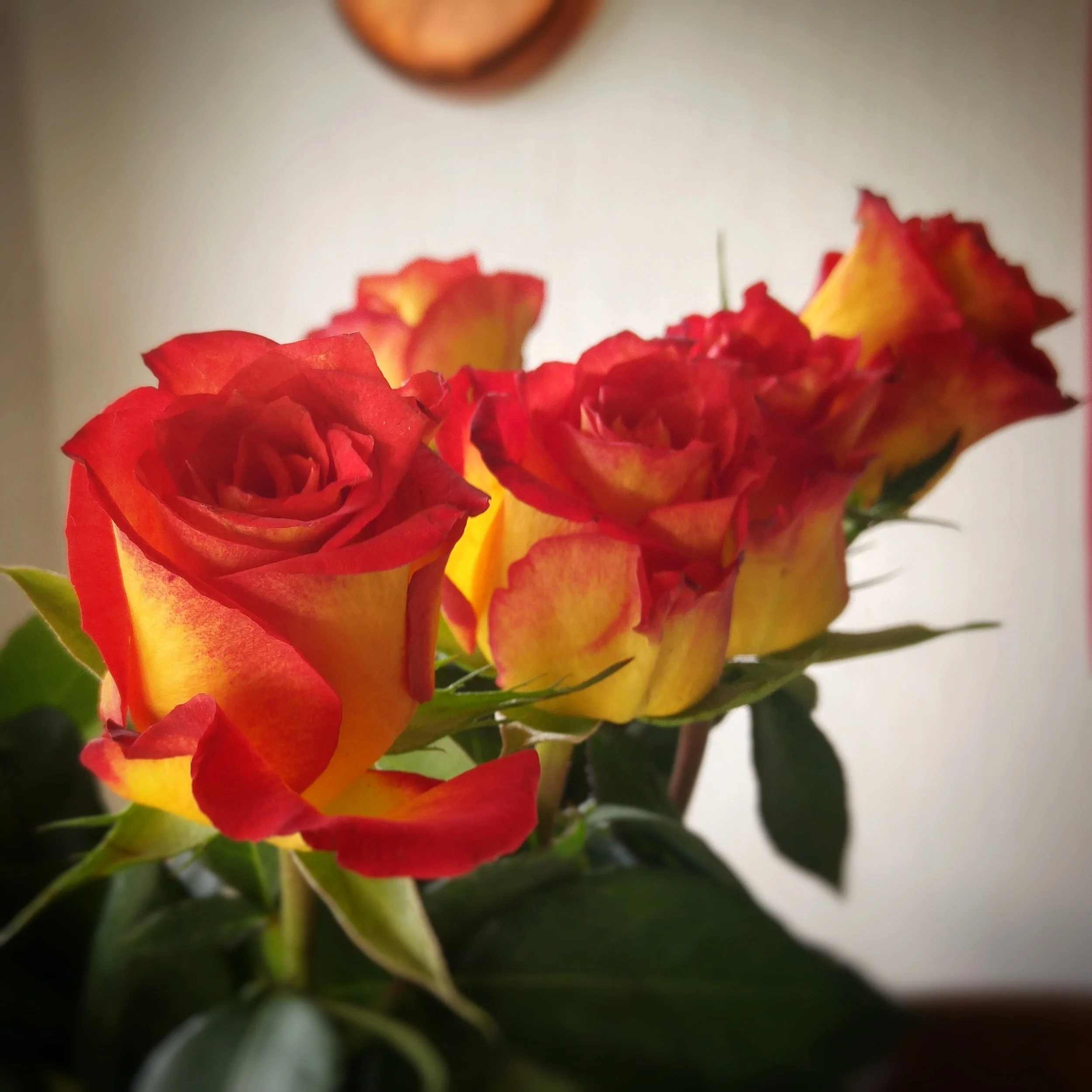 October 14 - Day 288: Roses on Dad's birthday
