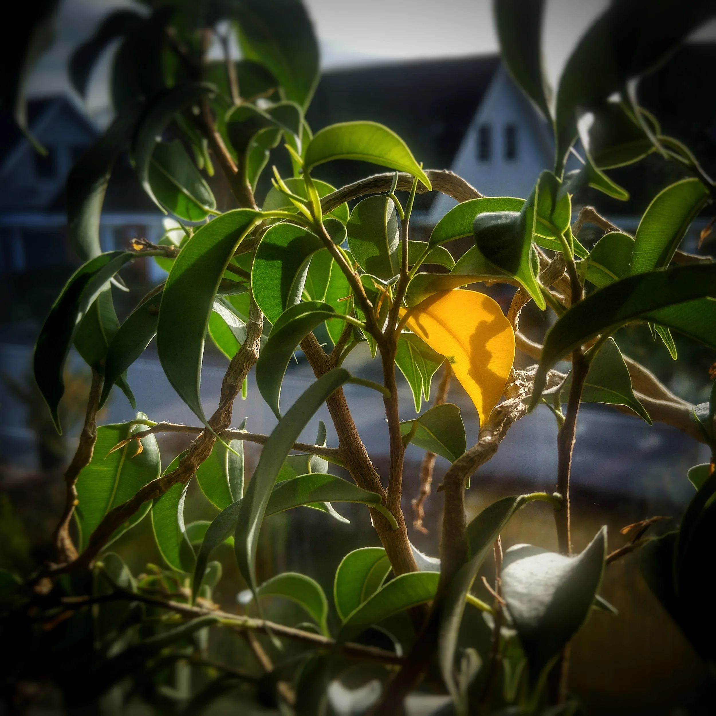 November 17 - Day 322: Yellow Leaf