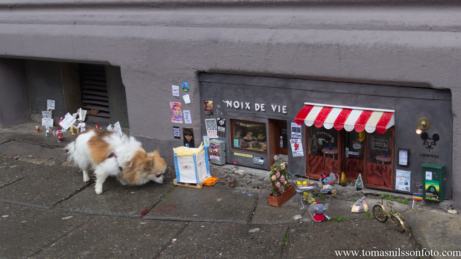 A member of the canine family inspecting the most recent cheese delivery to the "Il Topolino" (Mickey Mouse in Italian) restaurant