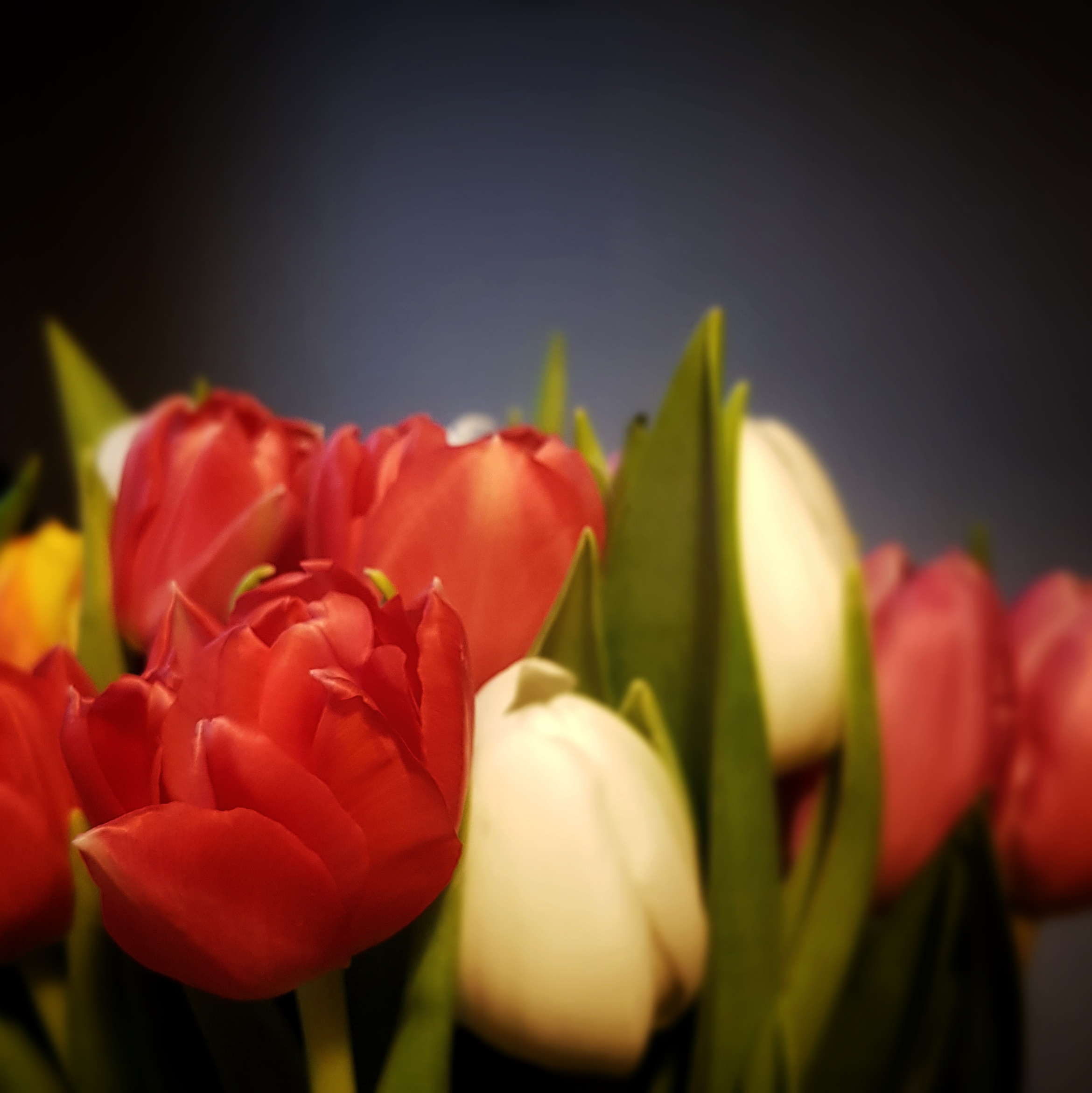 Day 24: January 24 - Tulips