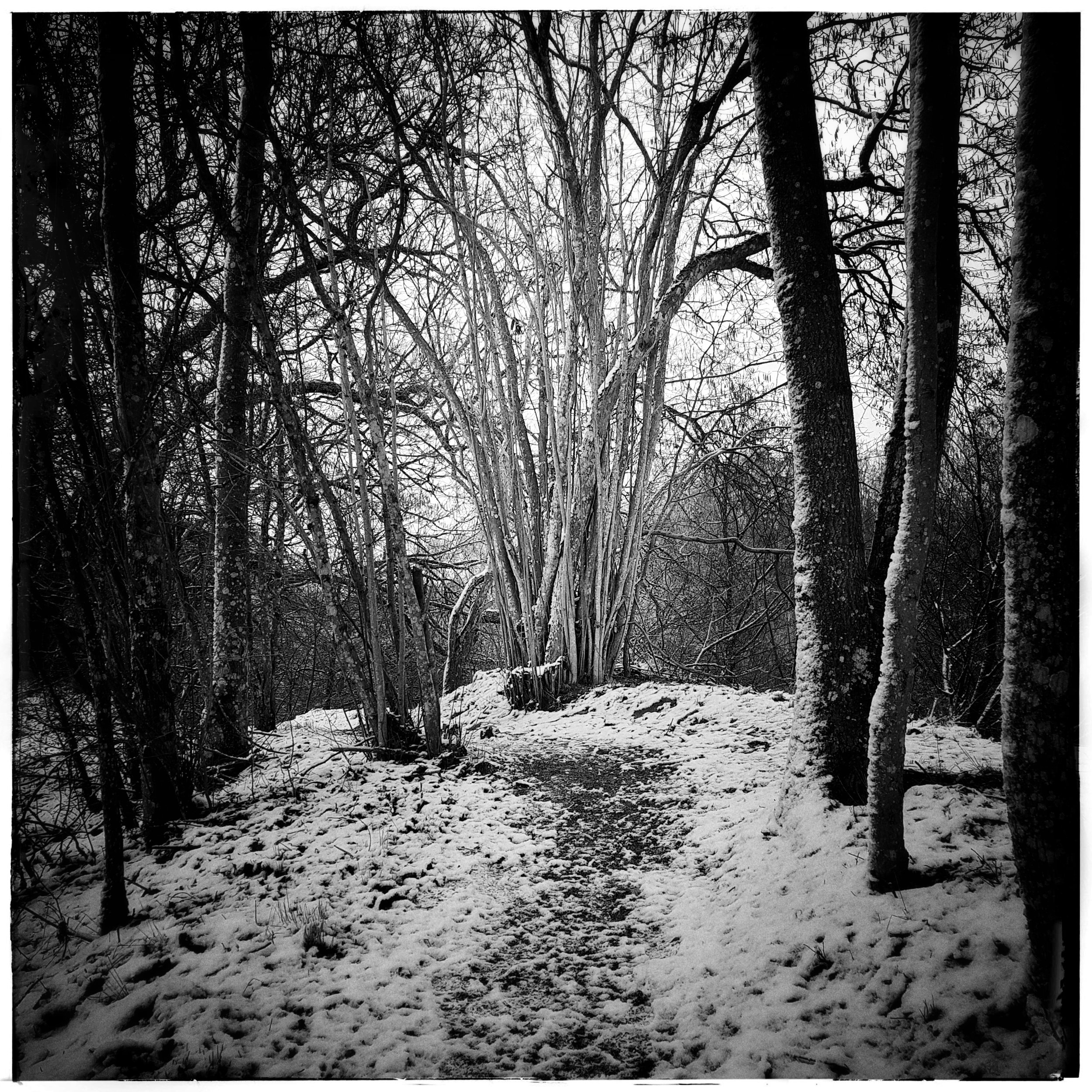 Day 42 - February 11: Forest Path