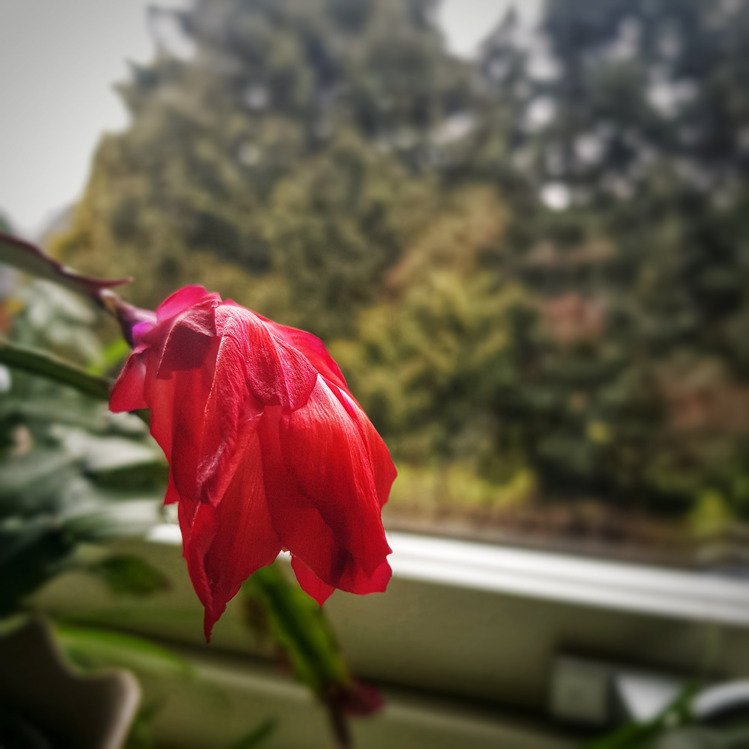 Day 73 - March 14: Christmas Cactus, you're out of sync!