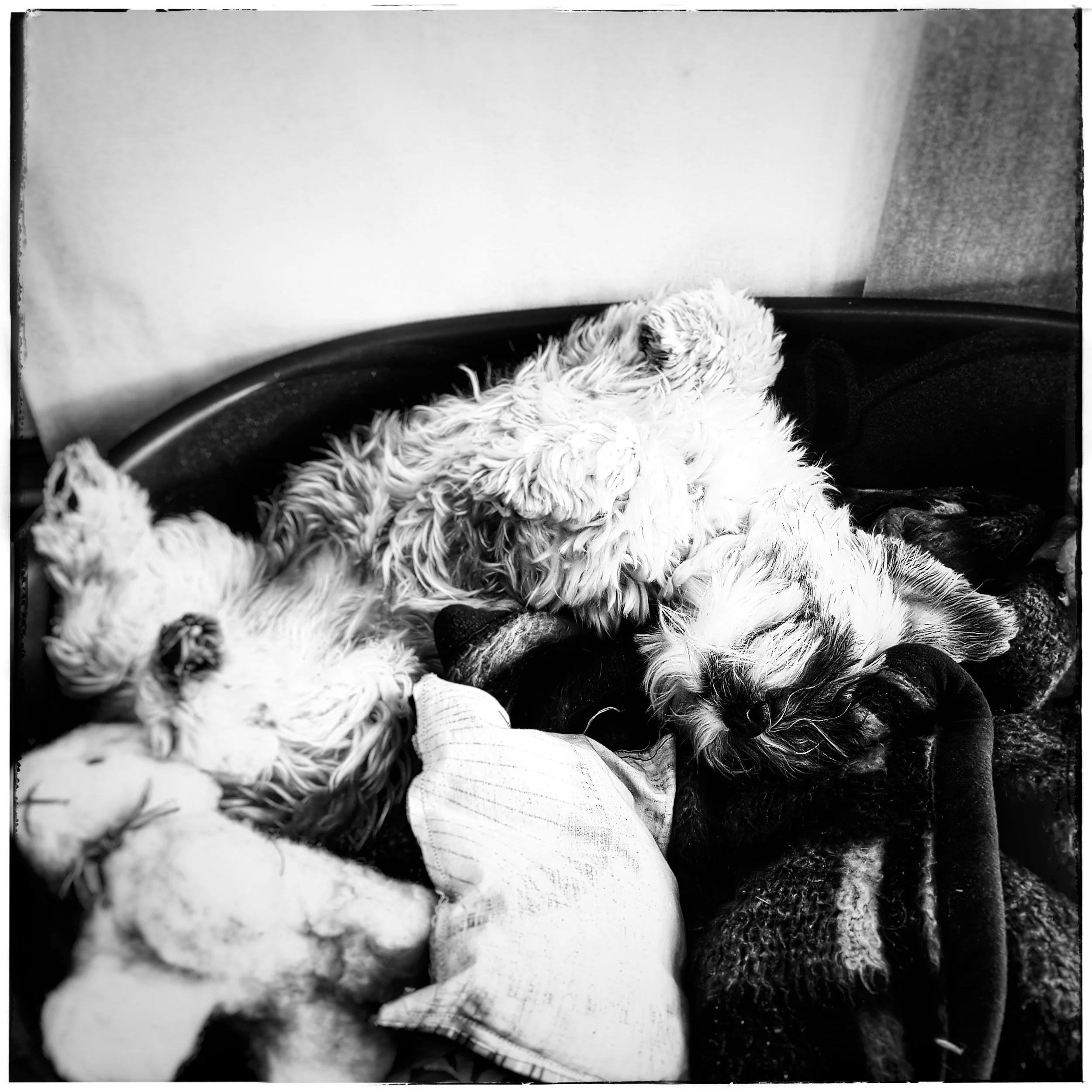 March 23 - Day 83: Puppy Day