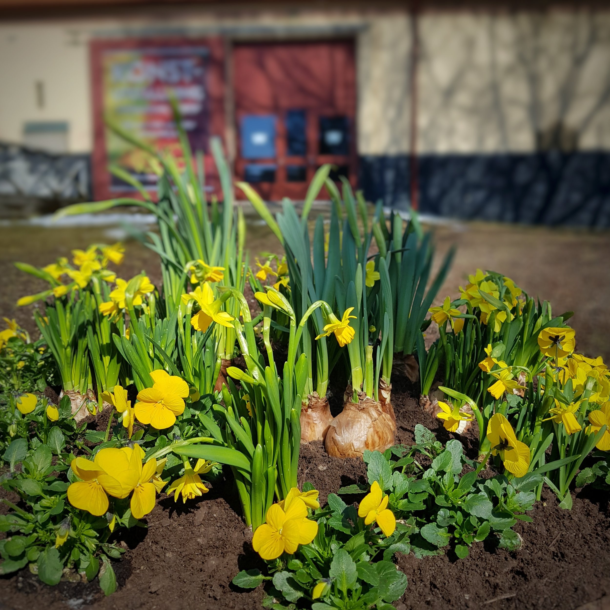 Day 92 - April 2: Daffodils in the sun