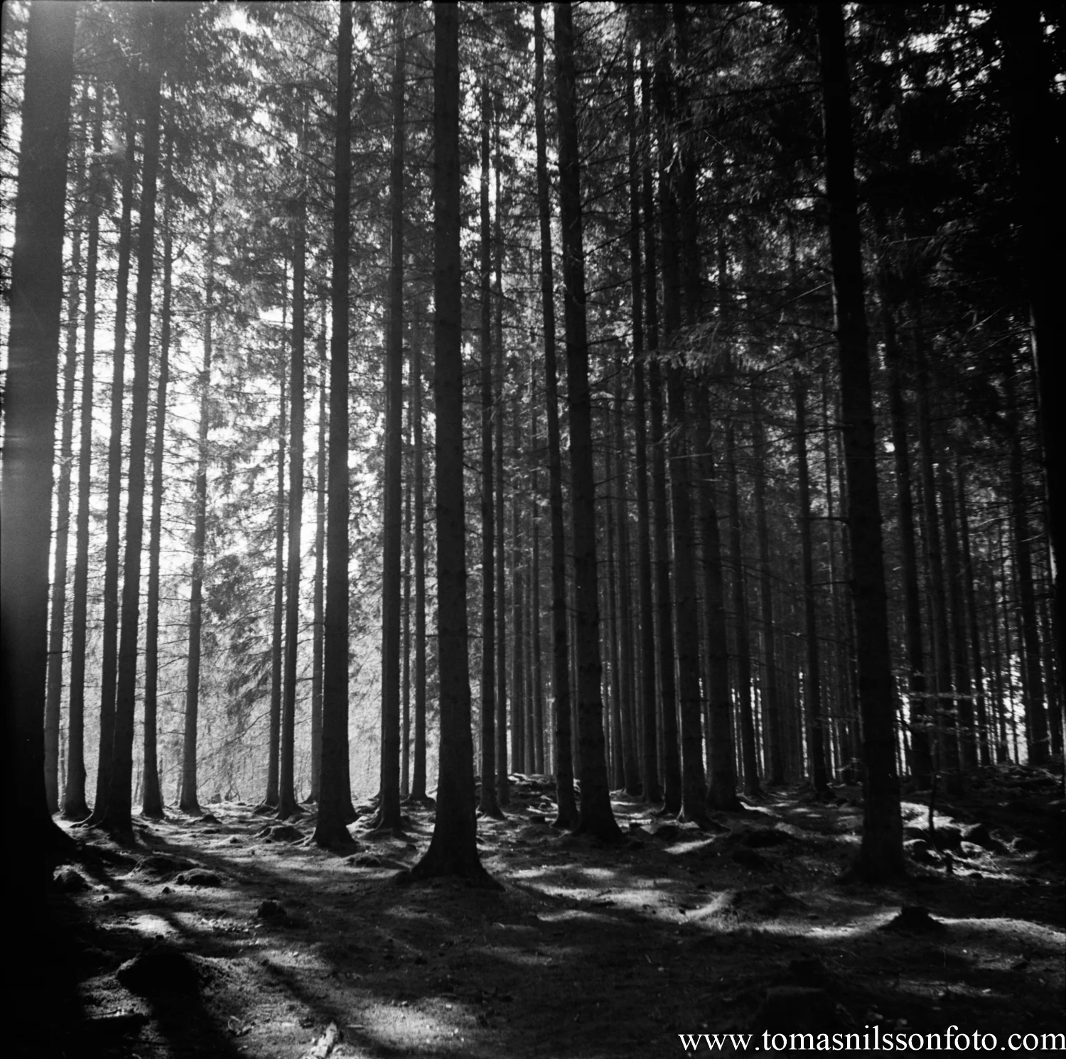 Walking among these tall pine trees felt a bit like stepping into a cathedral of green and light.