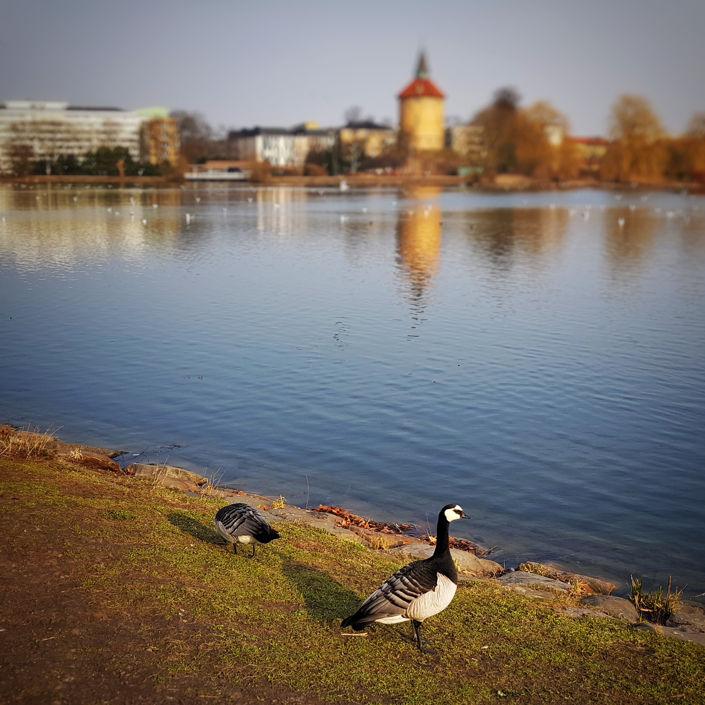 Day 109 - April 19: Goose at the Pond