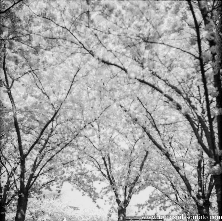 Sakura photos with issues...a lot of issues!