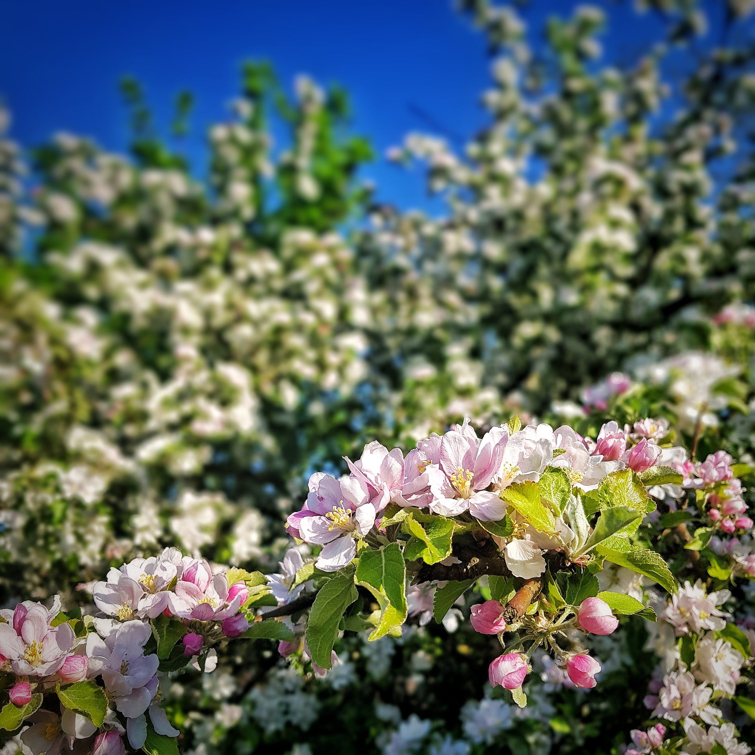 Day 140 - May 20: Apple Blossoms