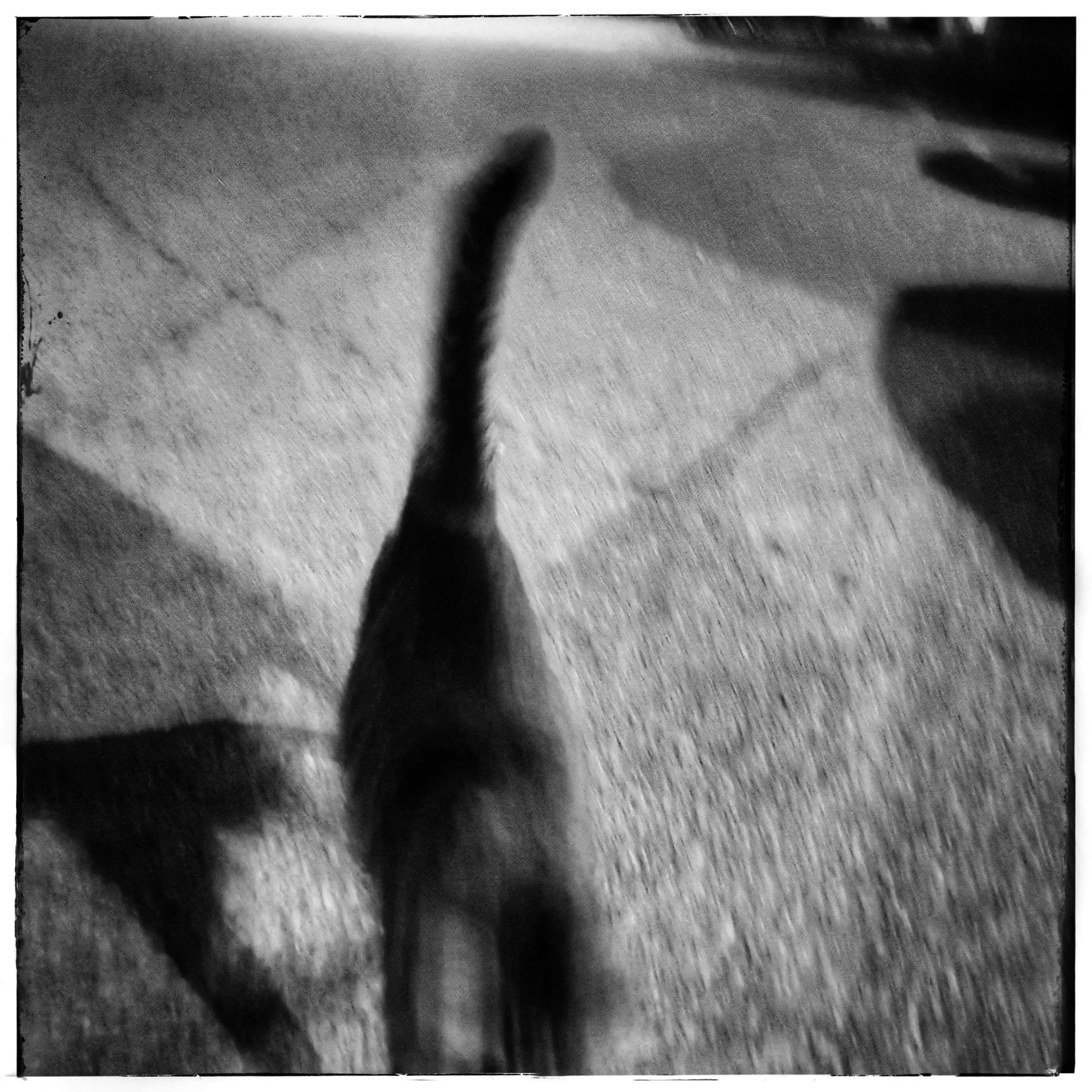 Day 144 - May 24: Speedy Kitty!