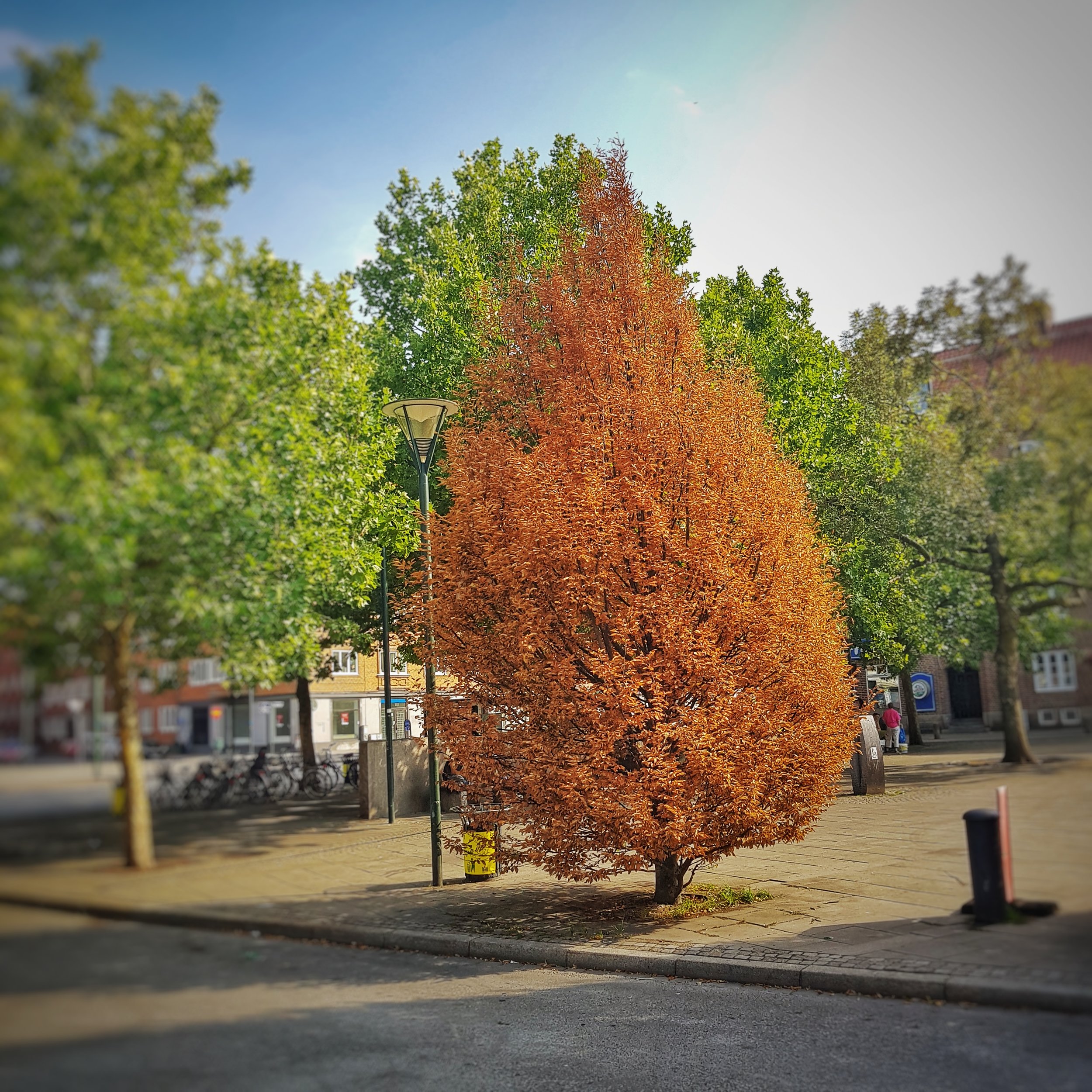 Day 204 - July 23: Now the trees are drying up too