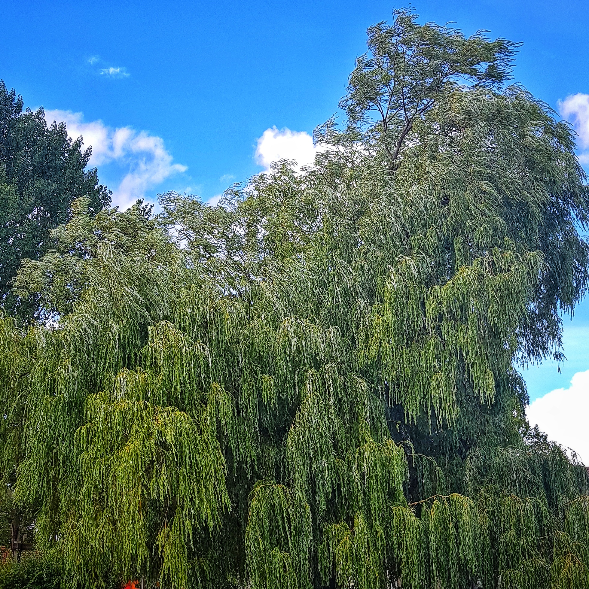 Day 222 - August 10: After the rain