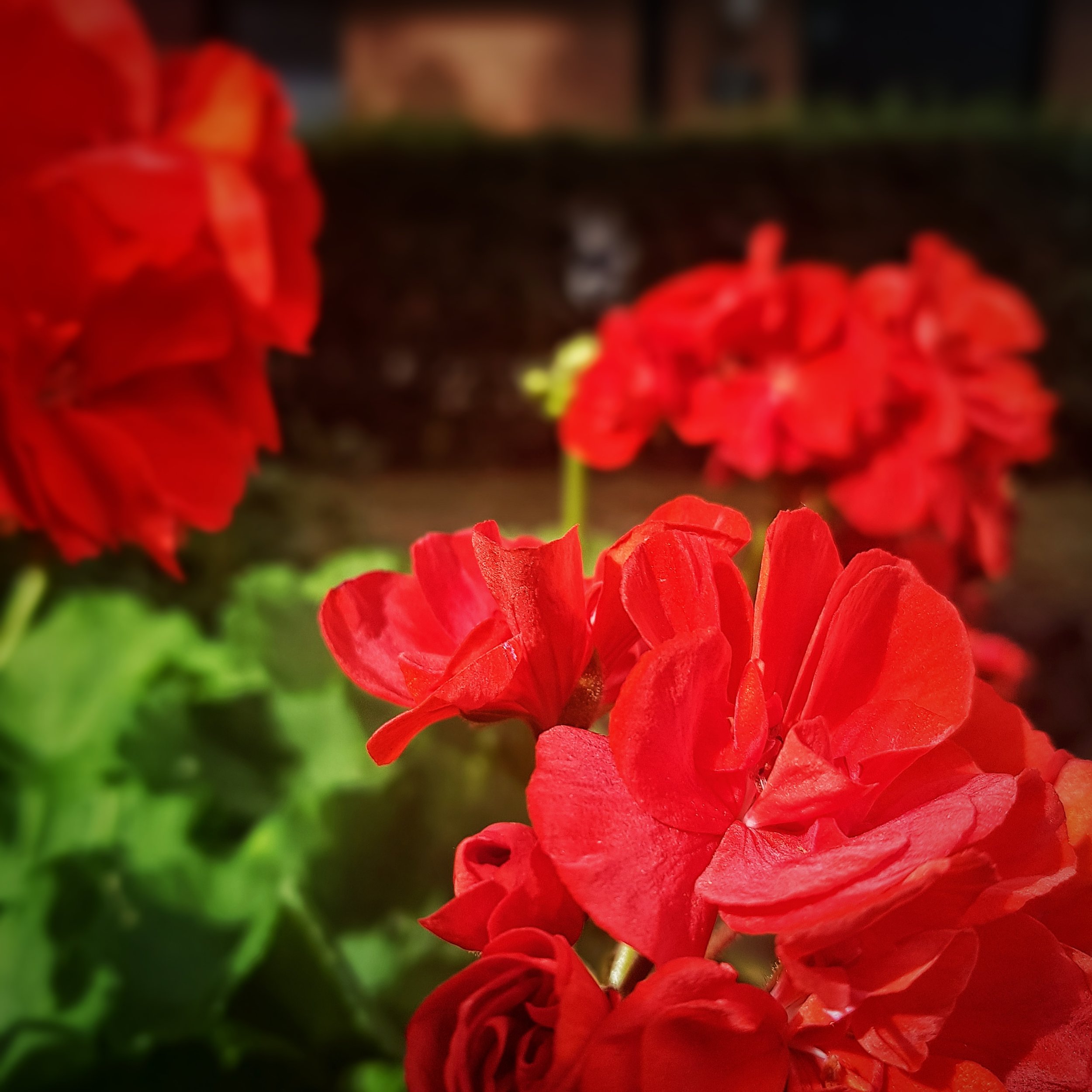 Day 225 - August 13: Red & Green