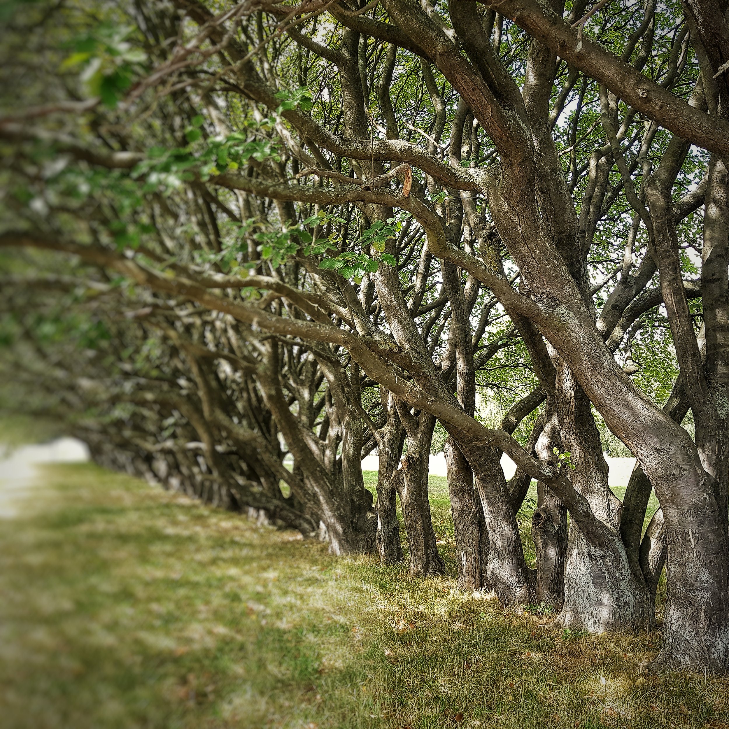 Day 233 - August 21: Branches