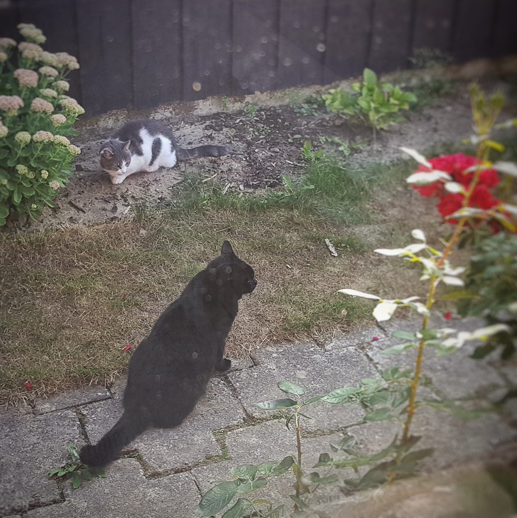 Day 235 - August 23: Imminent catfight