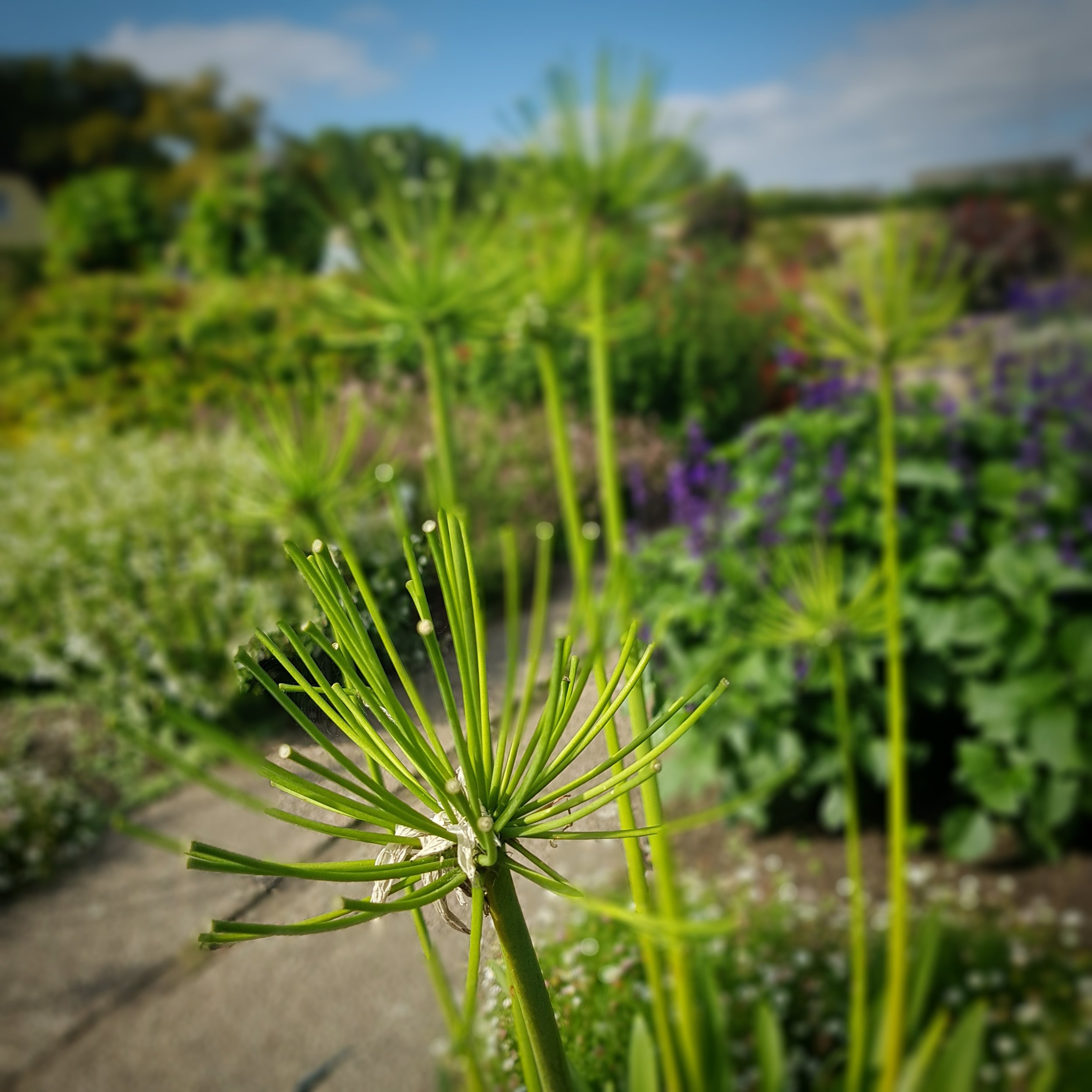 Day 247 - September 4: Late Summer Green