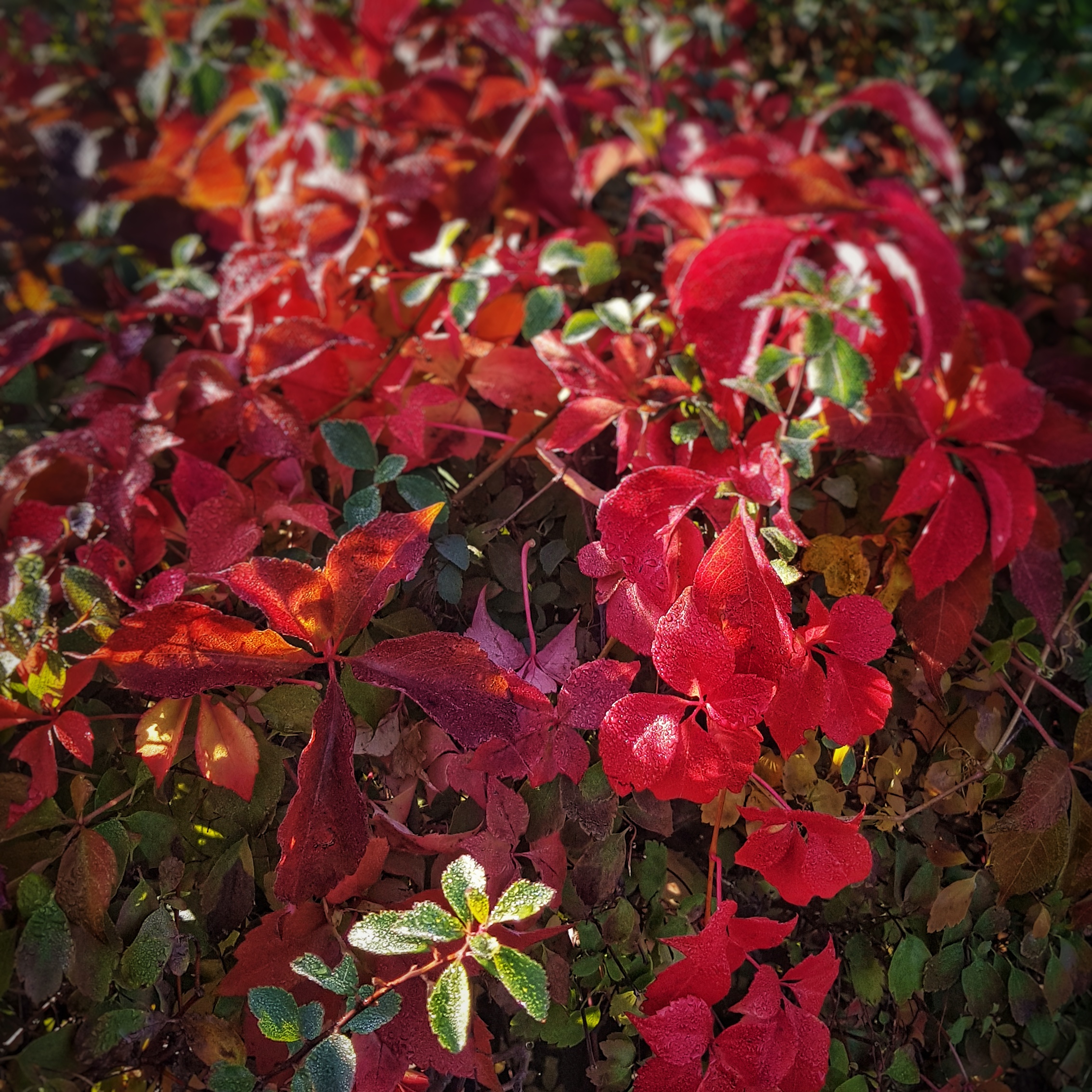 Day 290 - October 17: Red