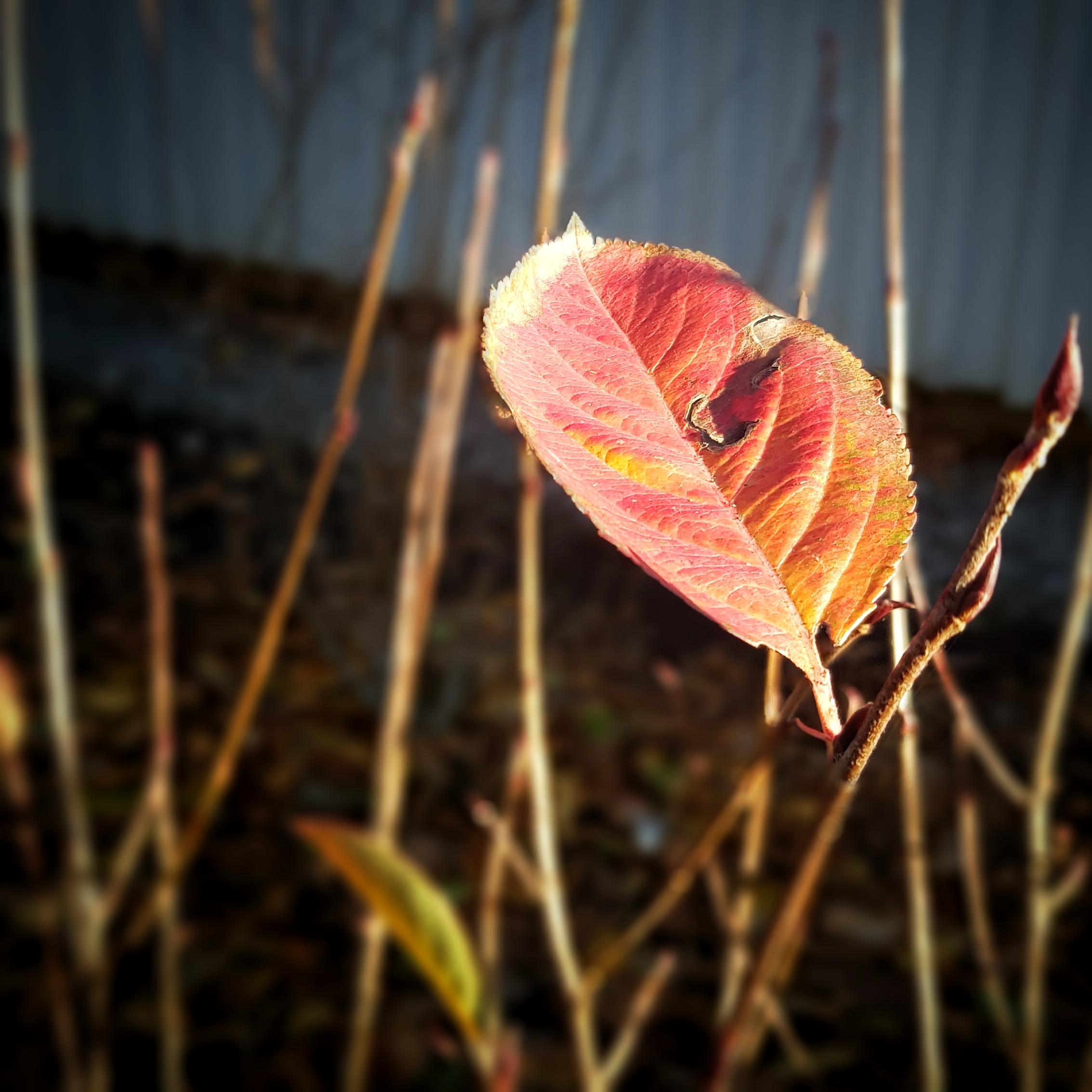 Day 301 - October 28: Leaf