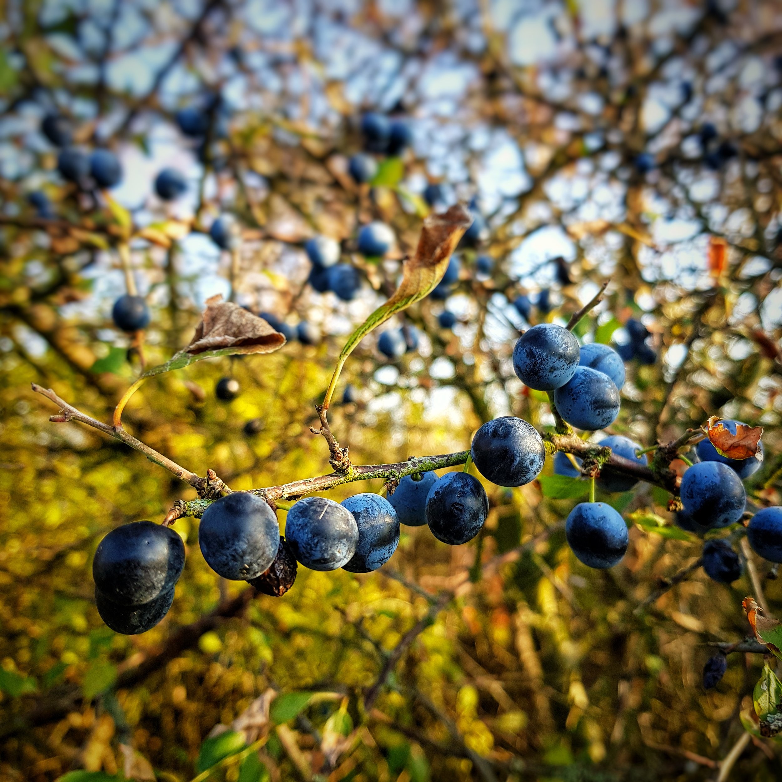 Day 314 - November 10: Berries on a vine