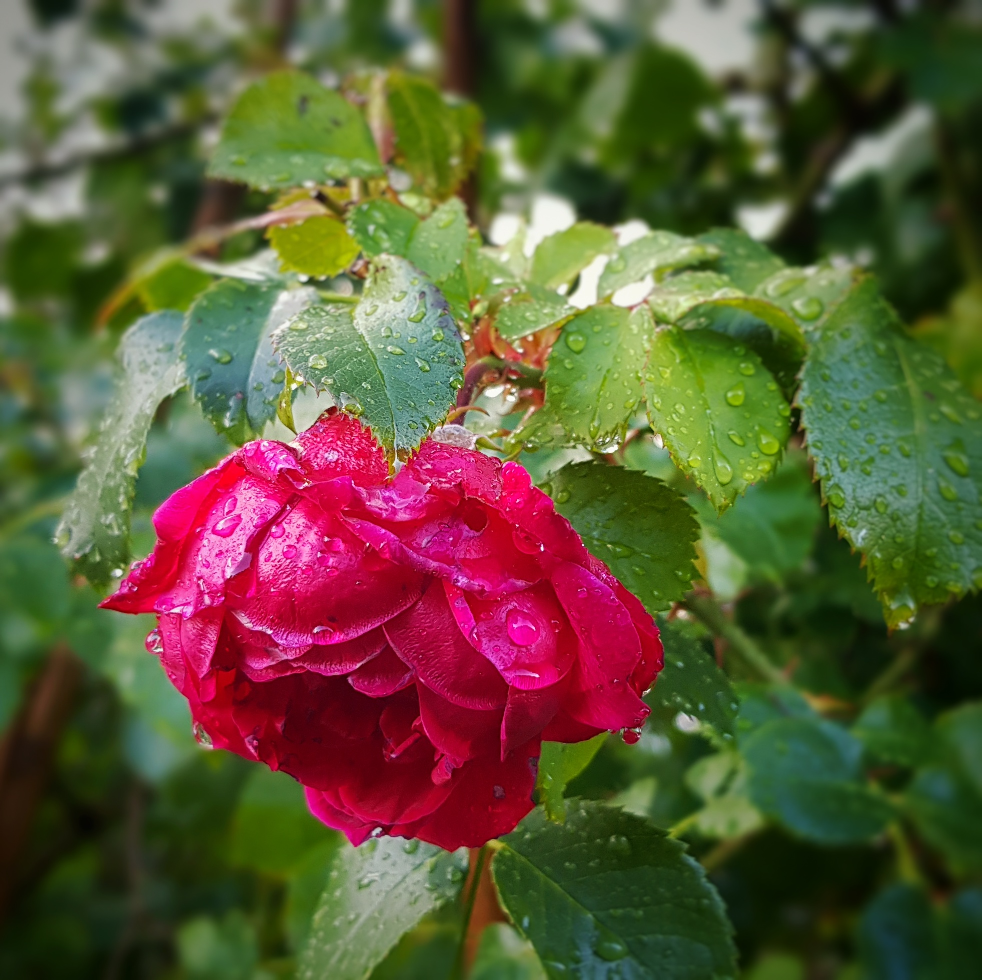 Day 237 - August 25: After the rain