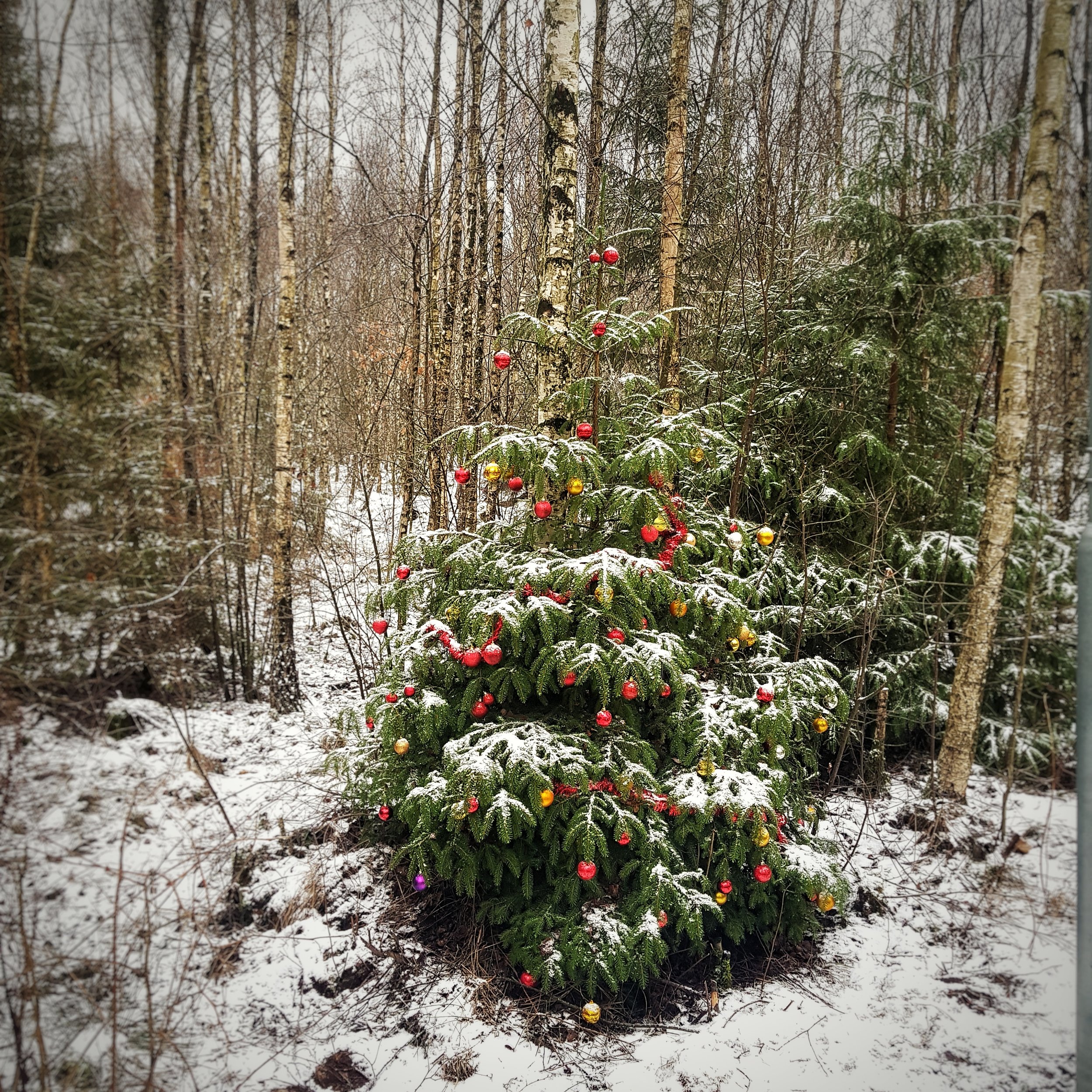 Day 349 - December 15: Decorated and ready