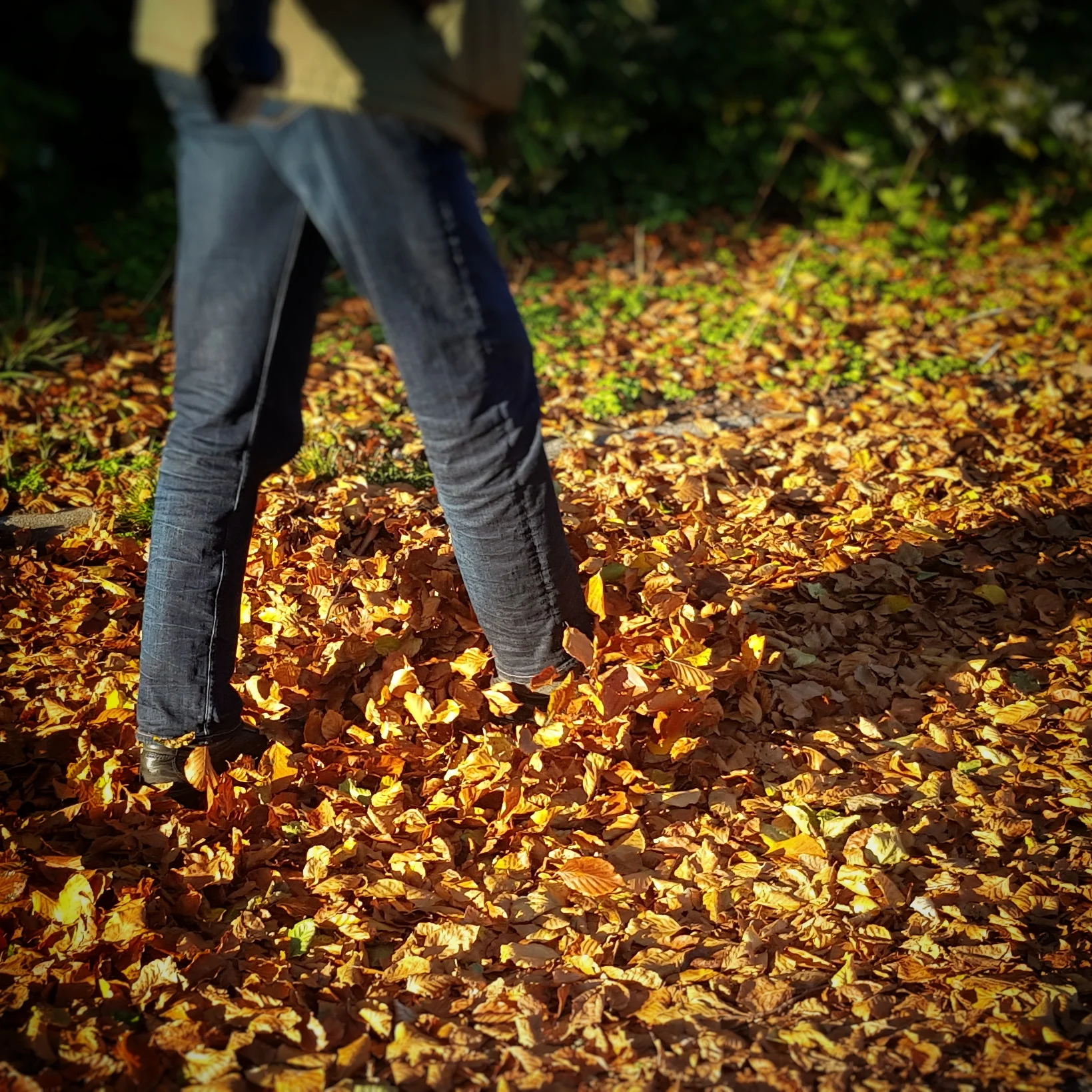 Day 297 - October 24: Fallen leaves