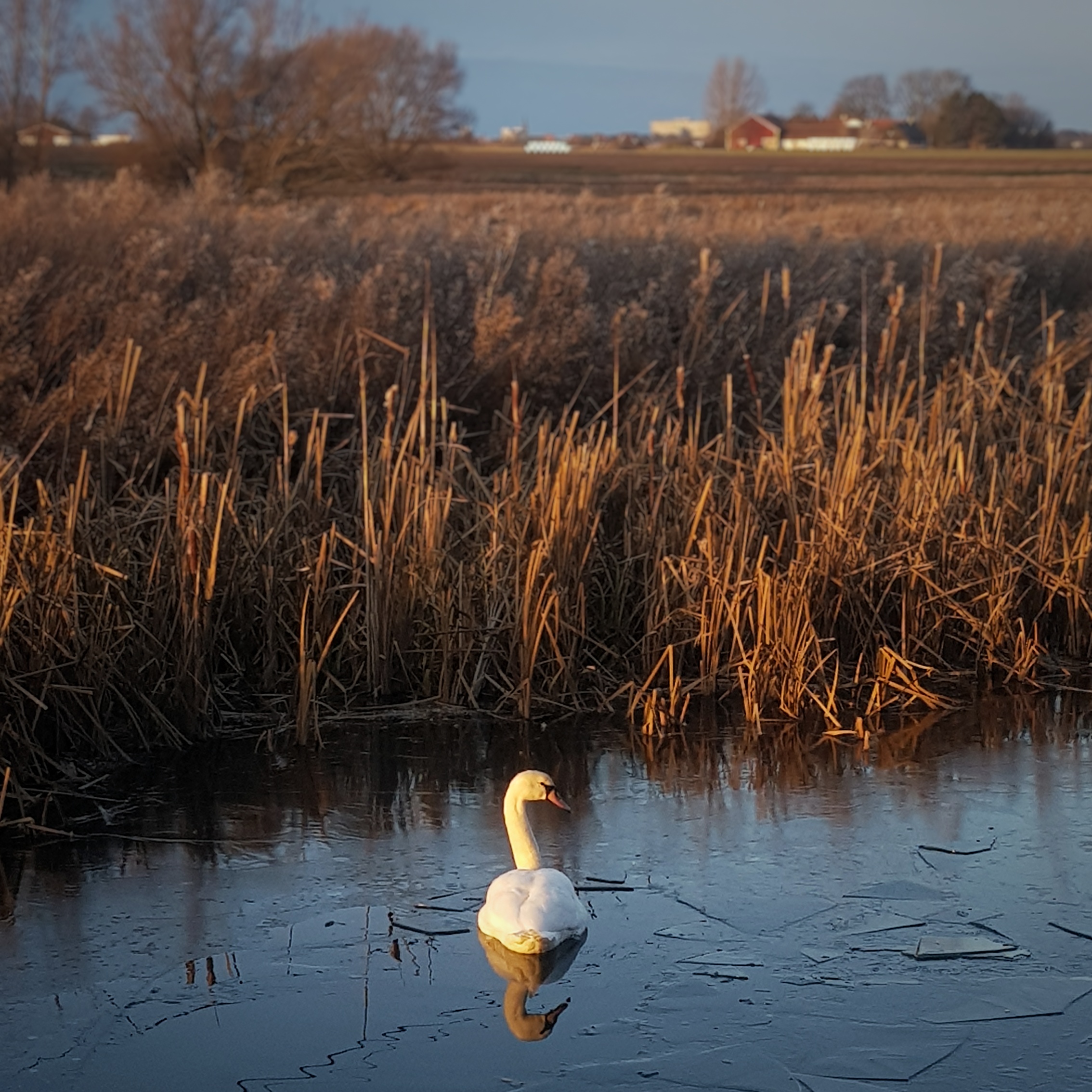 Day 3 - January 3: Swan at Sunset